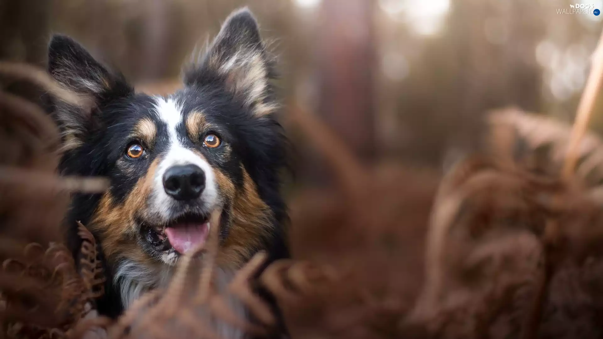 dog, Plants, blurry background, Border Collie