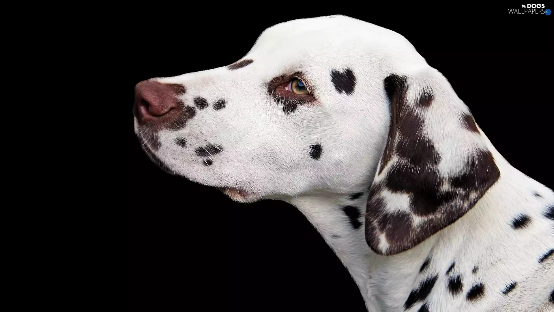 dark, background, Dalmatian, profile, dog