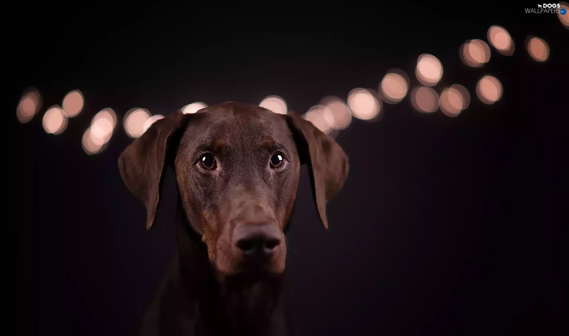 Black, background, Doberman, light, dog