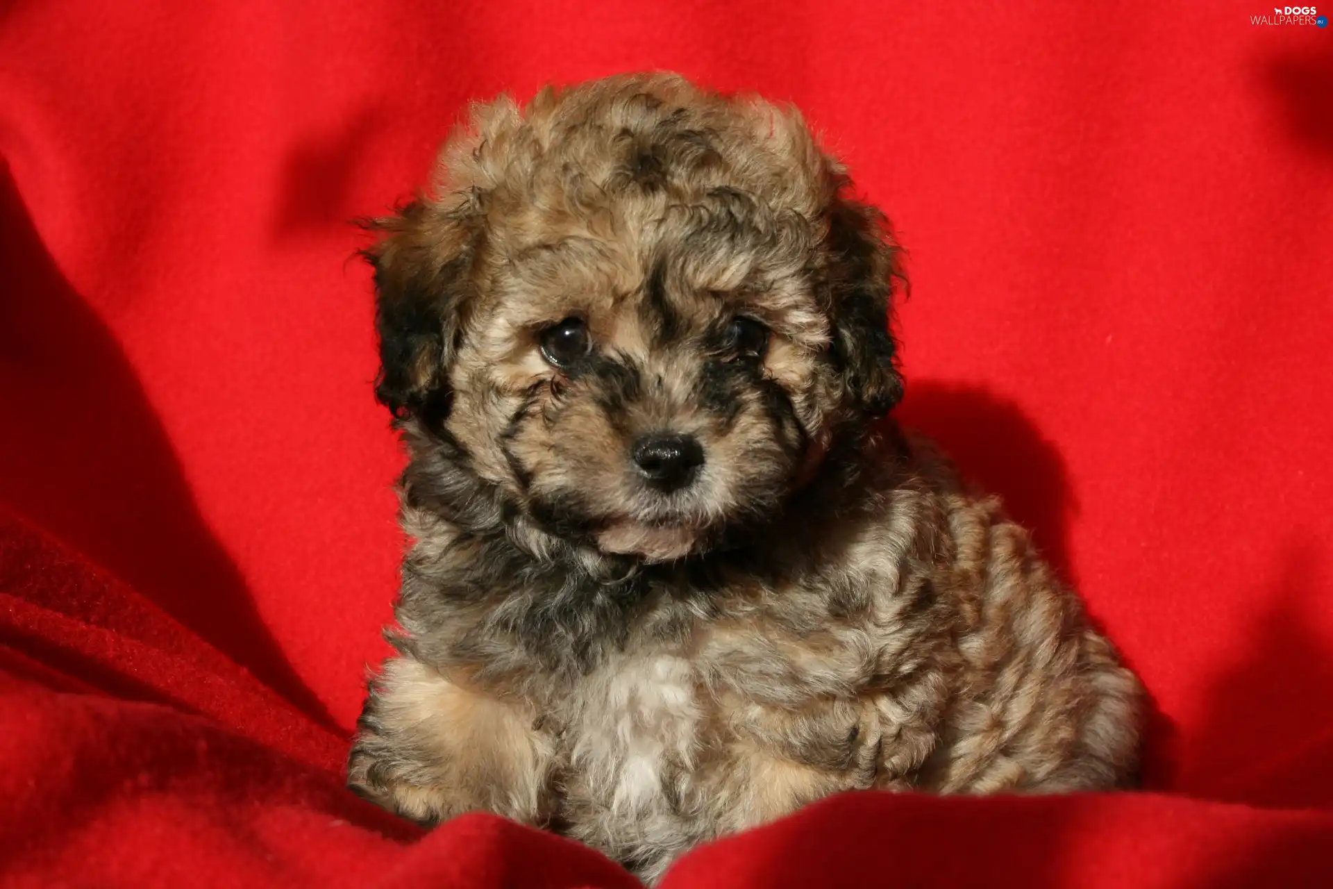 background, Red, doggy, Bichon
