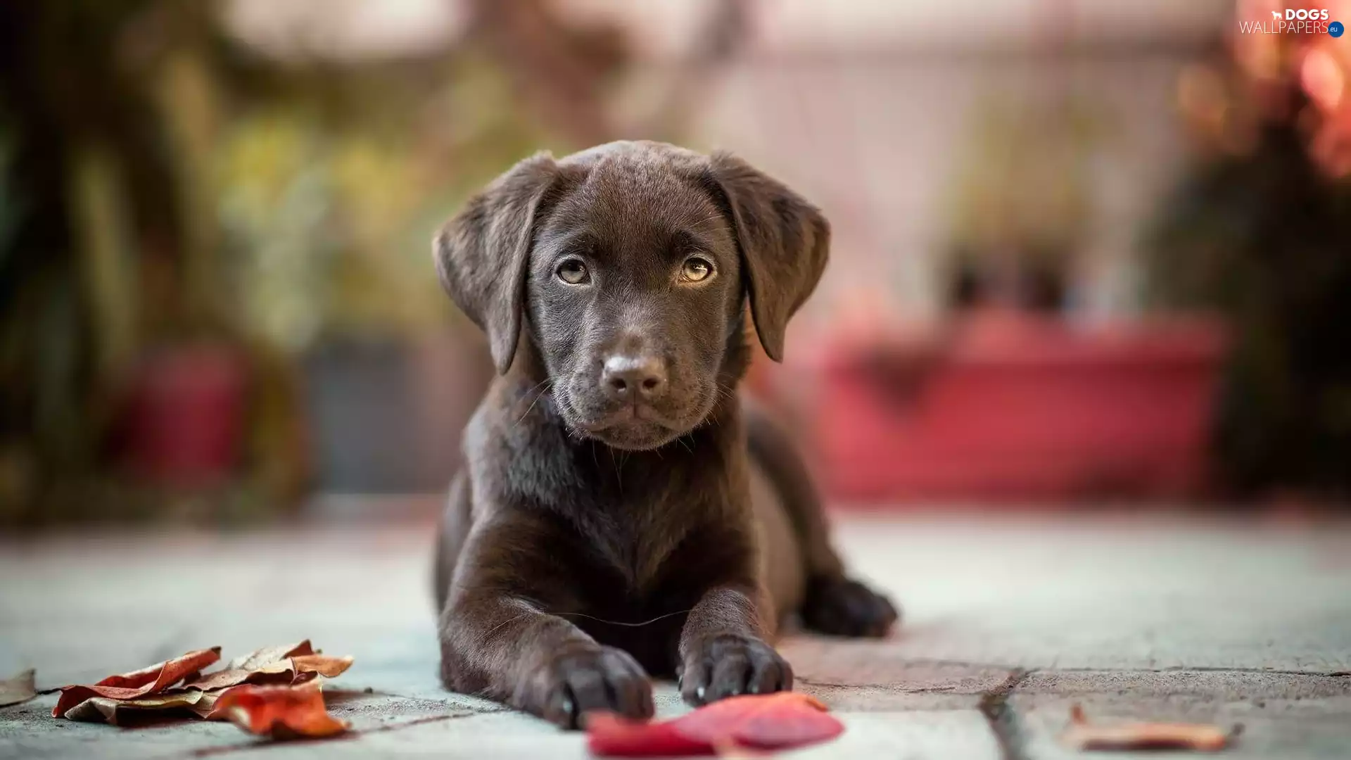 Leaf, chocolate, fuzzy, background, Pavement, Labrador Retriever