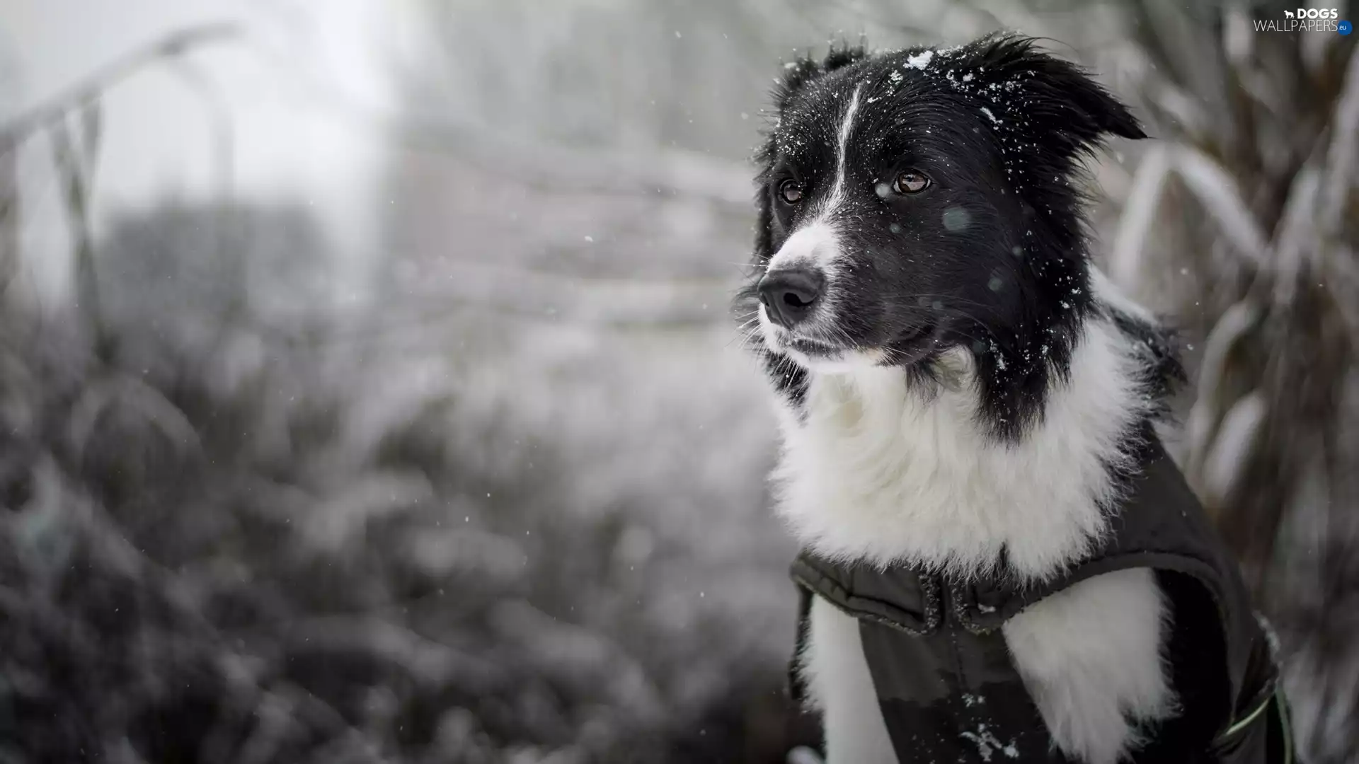 muzzle, dog, fuzzy, background, snow, Border Collie
