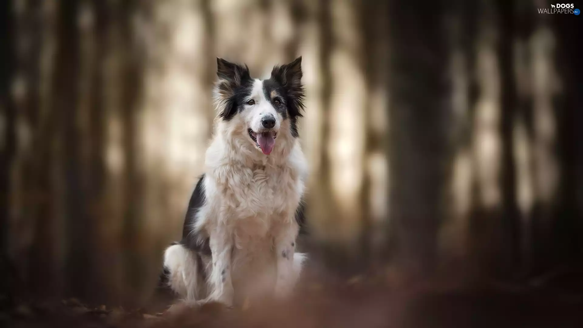 muzzle, dog, fuzzy, background, tongue, Border Collie