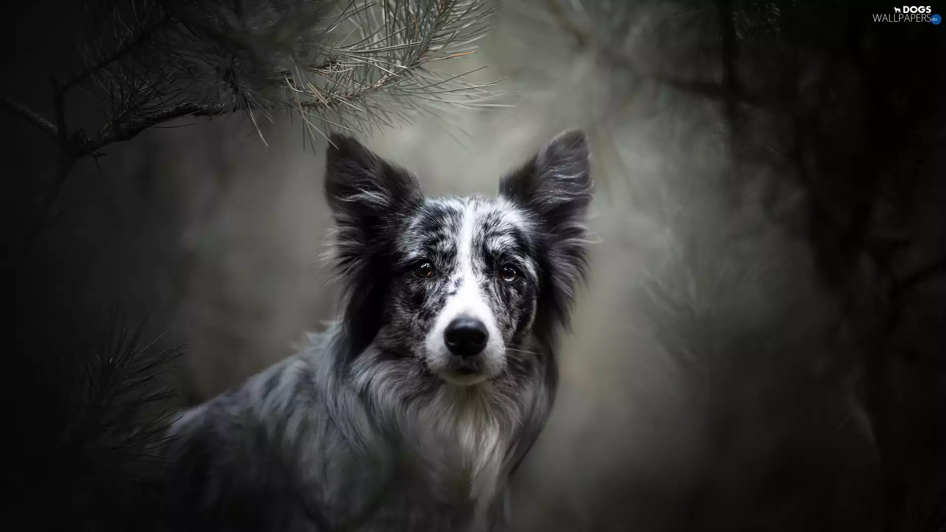 muzzle, dog, fuzzy, background, Twigs, Border Collie