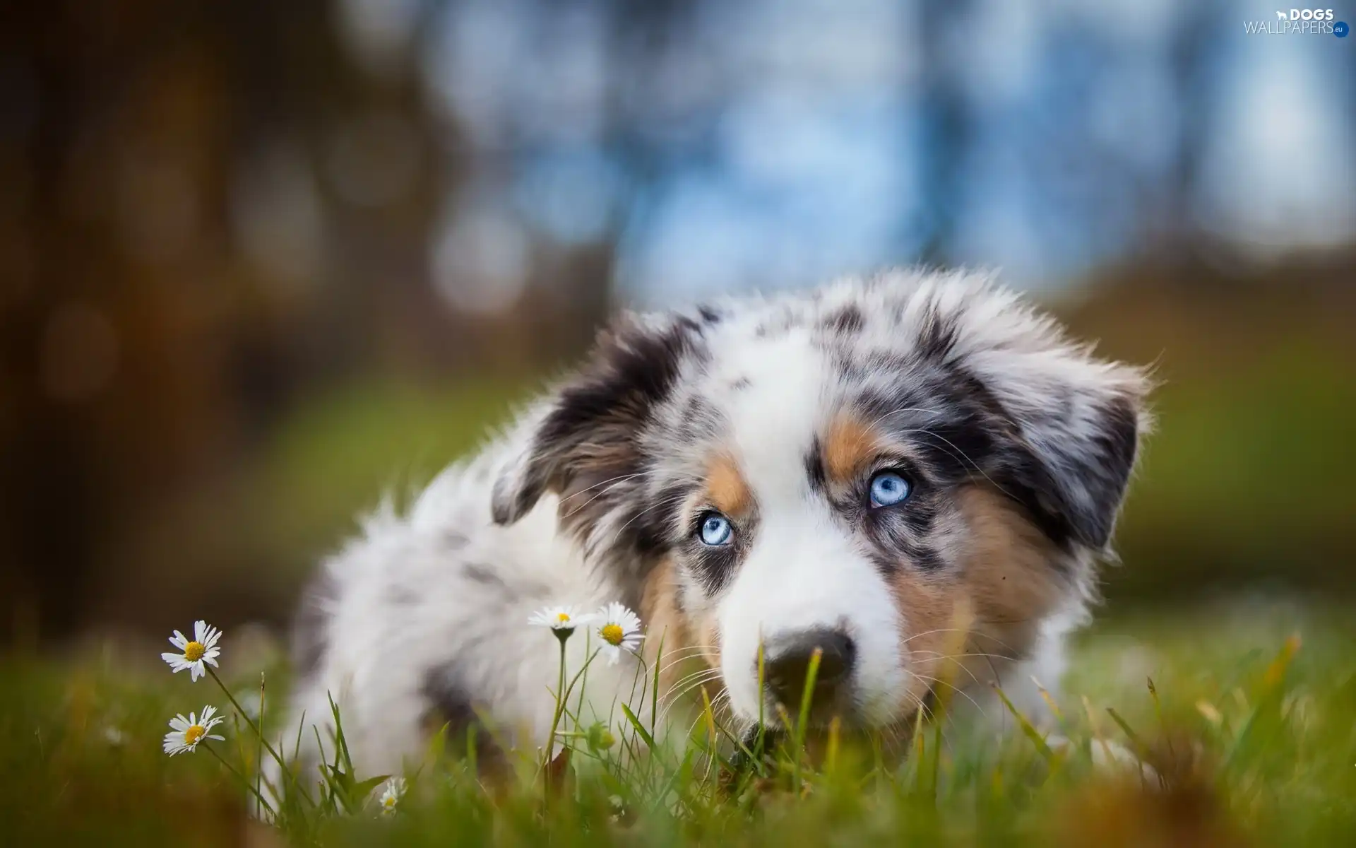 background, daisies, dog, fuzzy, Meadow