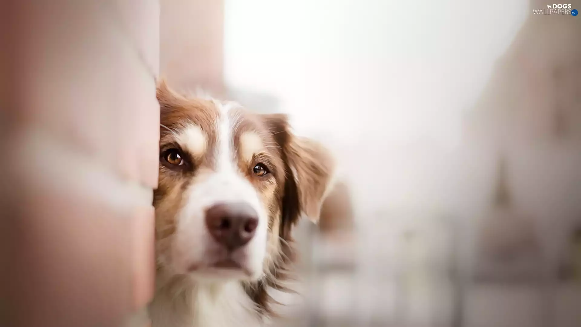 Australian, dog, fuzzy, background, Head, sheep-dog