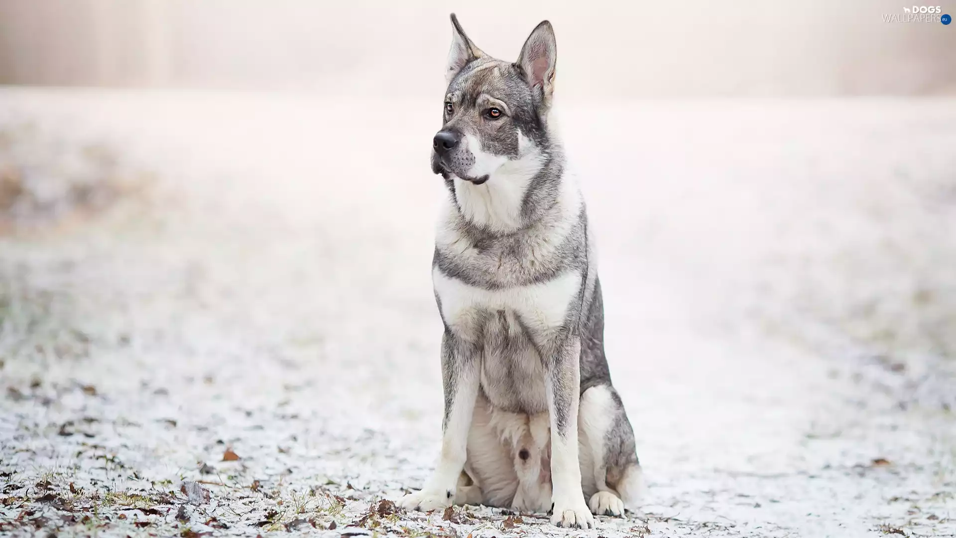 Leaf, dog, fuzzy, background, snow, Swedish Elkhound