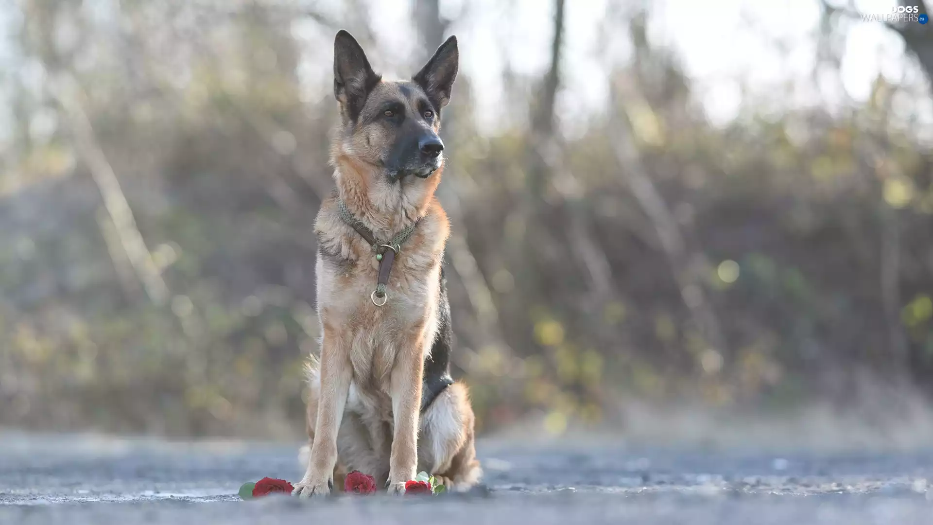 Flowers, dog, fuzzy, background, roses, German Shepherd