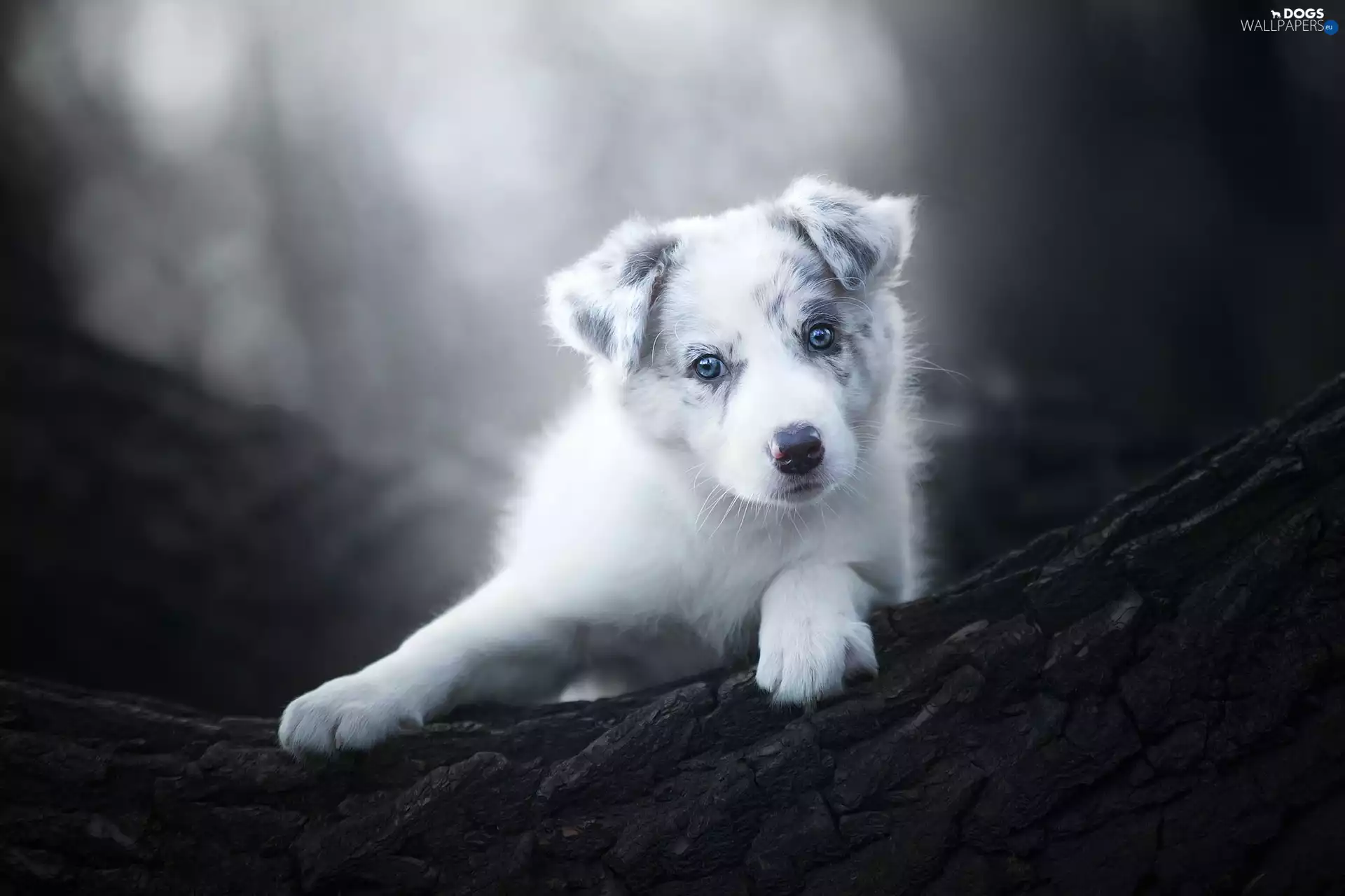 trees, Puppy, fuzzy, background, cork, Border Collie