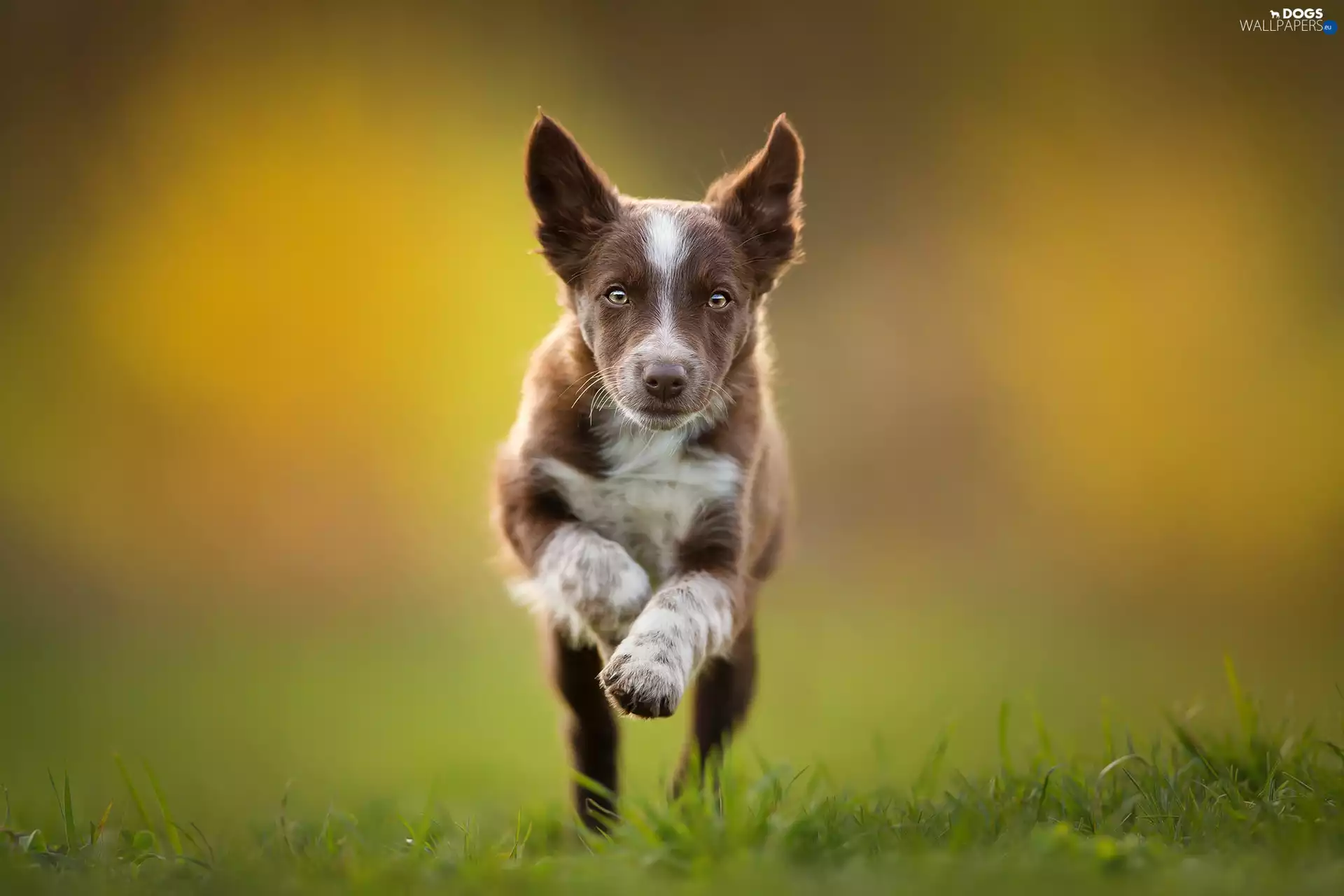 gear, Puppy, fuzzy, background, grass, Border Collie