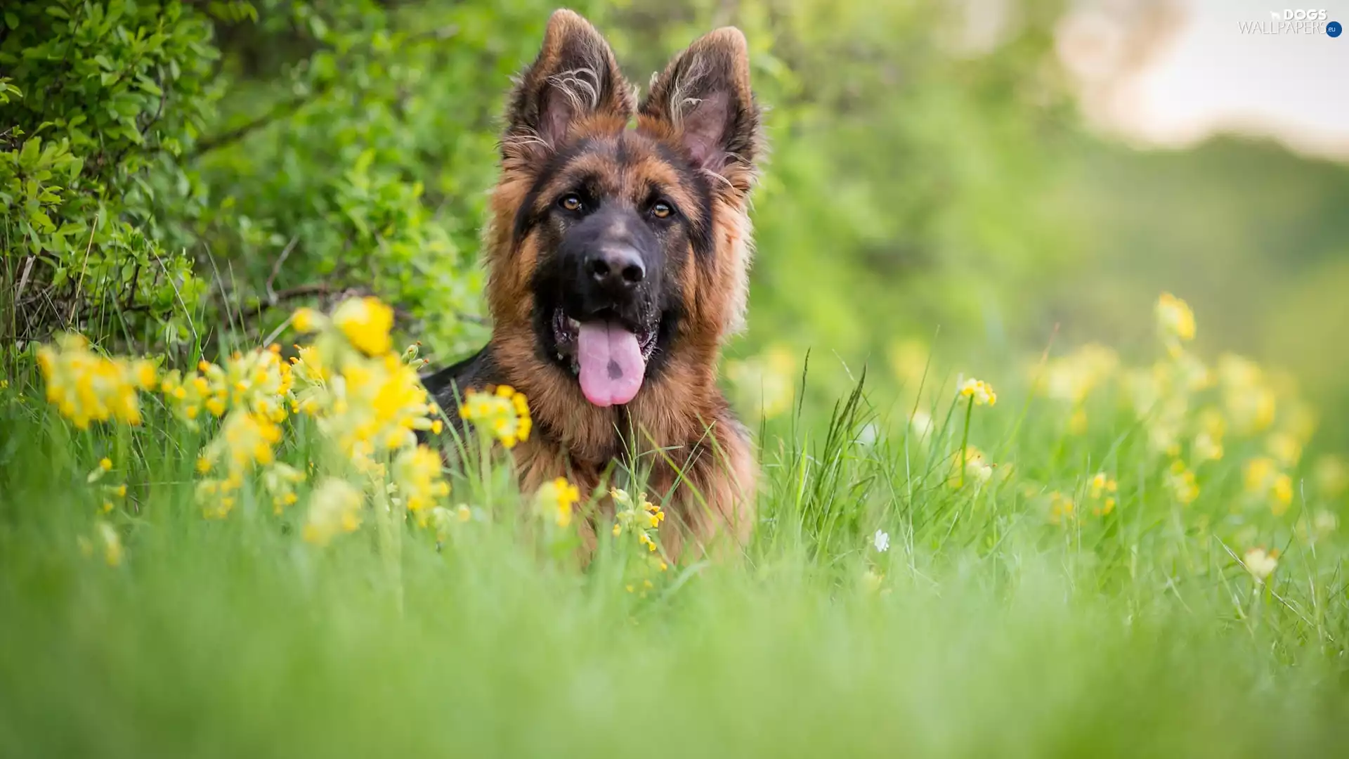 blurry background, German Shepherd, Meadow