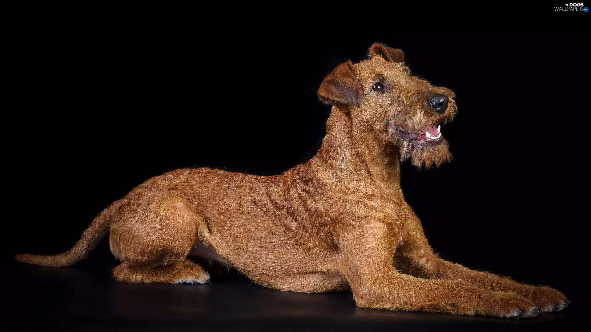 Irish Terrier, black background