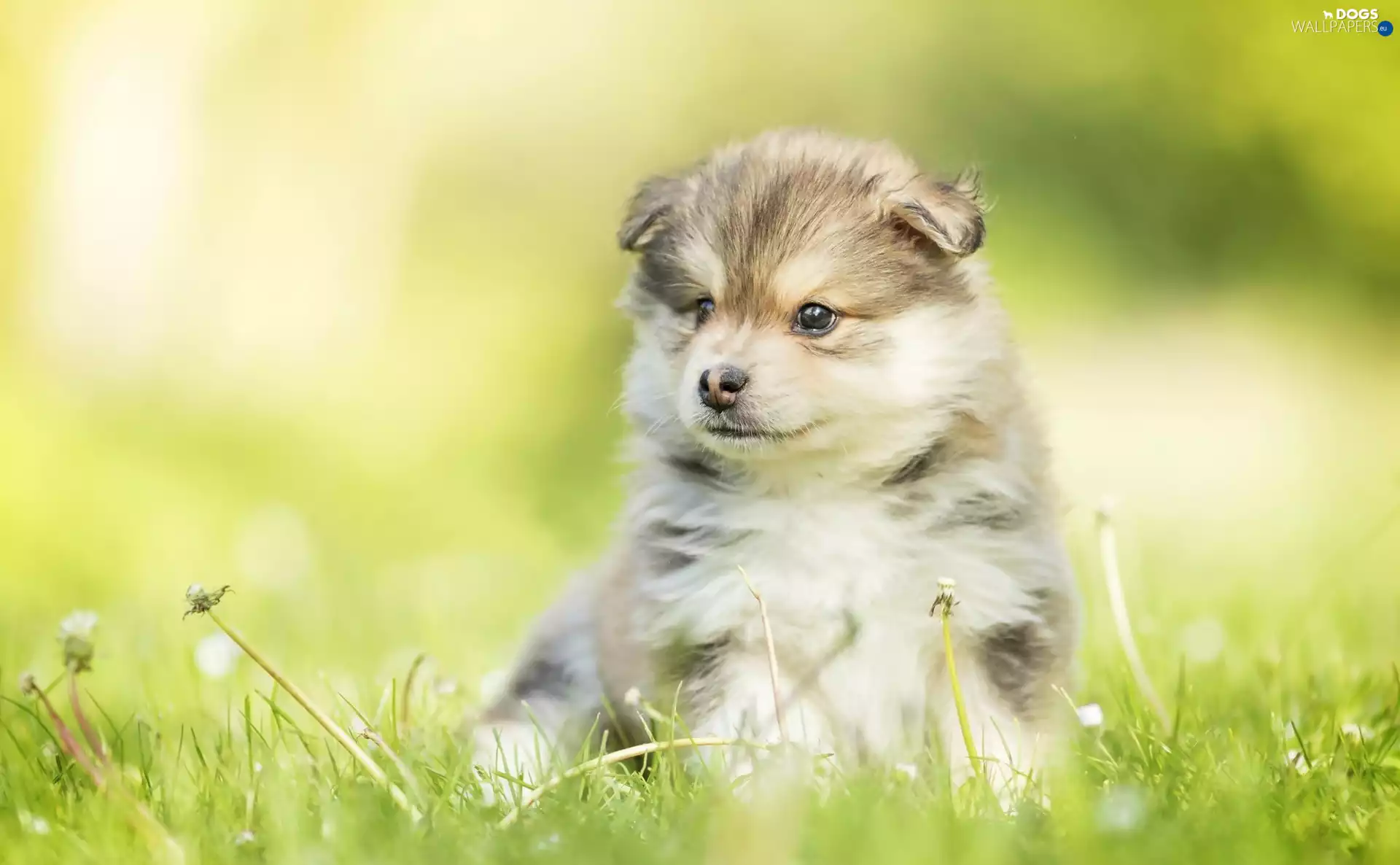 Puppy, grass, blurry background, Finnish Lapphund