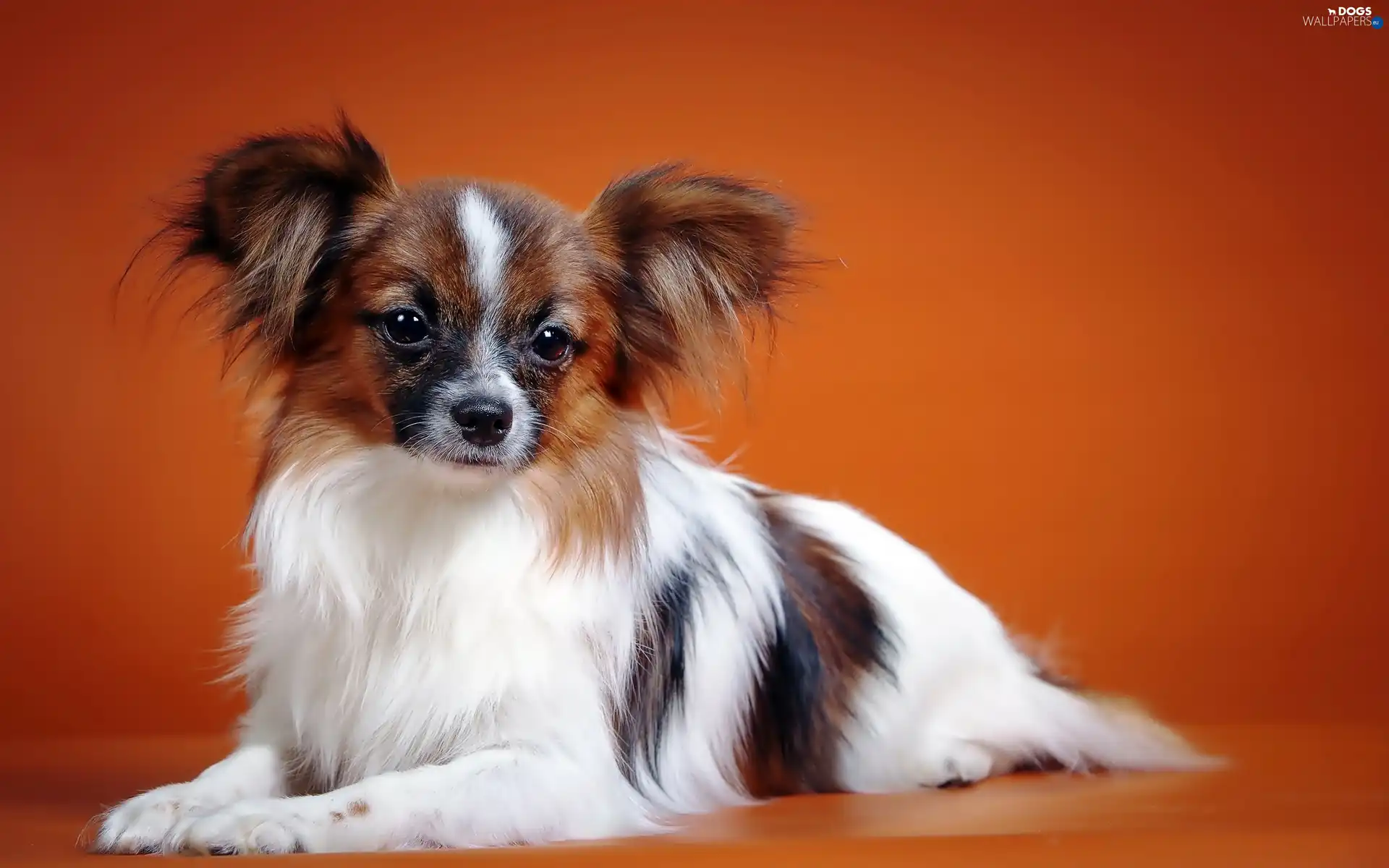 Orange, background, doggy