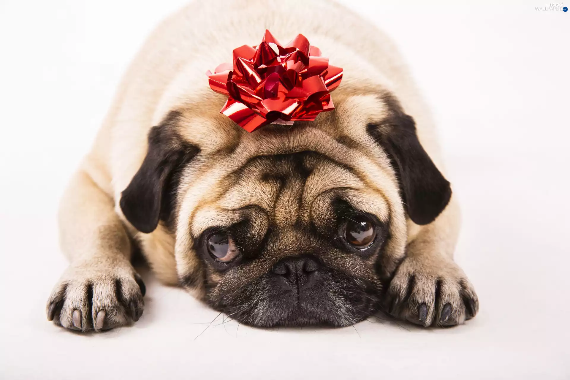 Present, dog, White, background, decoration, pug