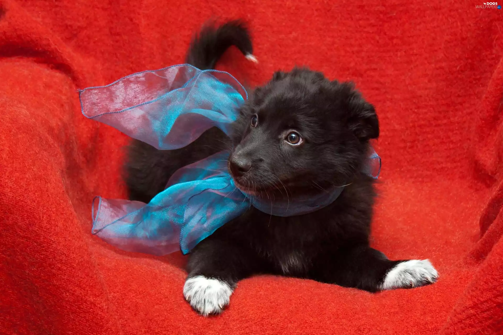 Red, background, Puppy, scarf, Black