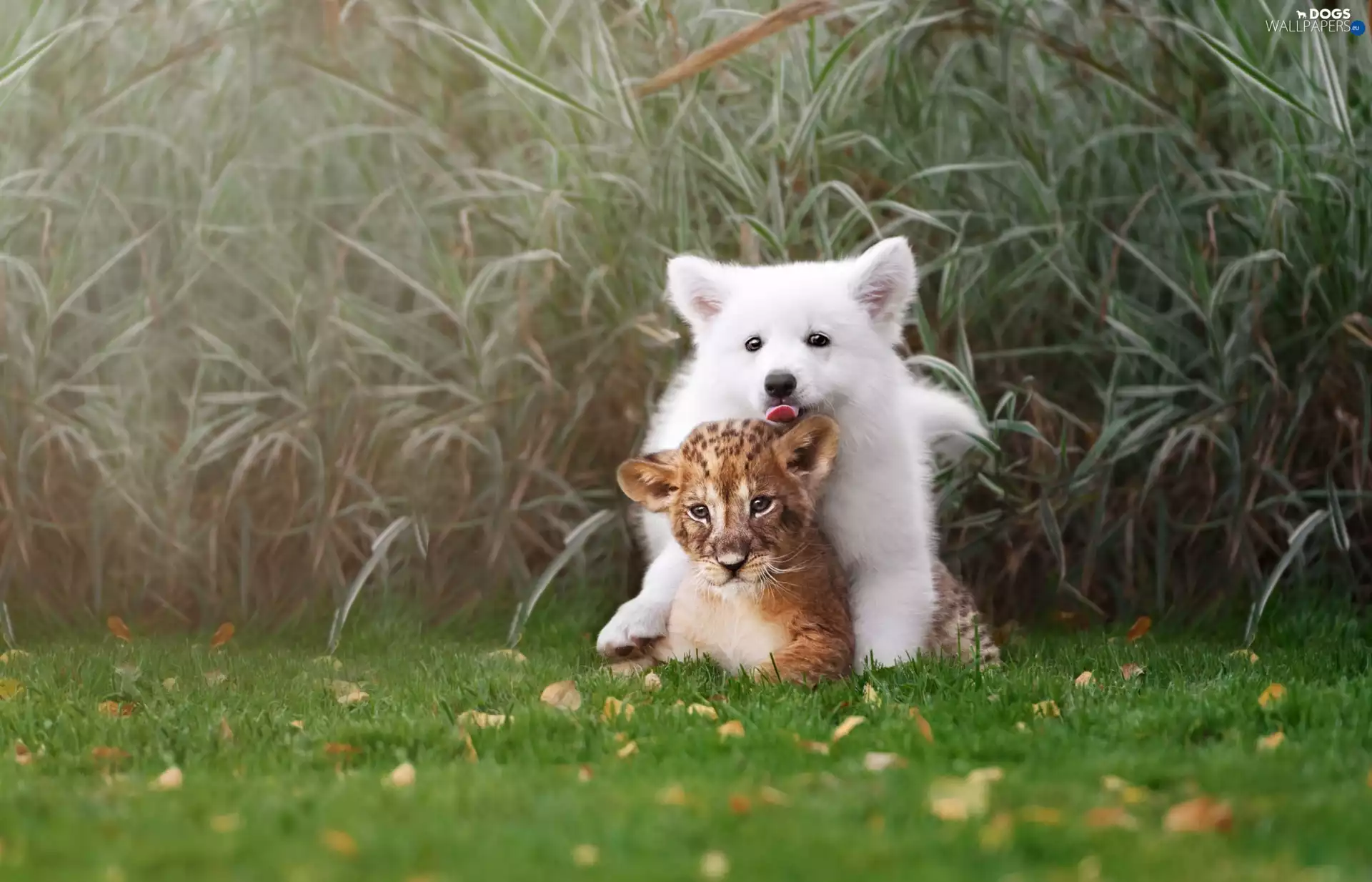 lion, White, fuzzy, background, grass, Puppy