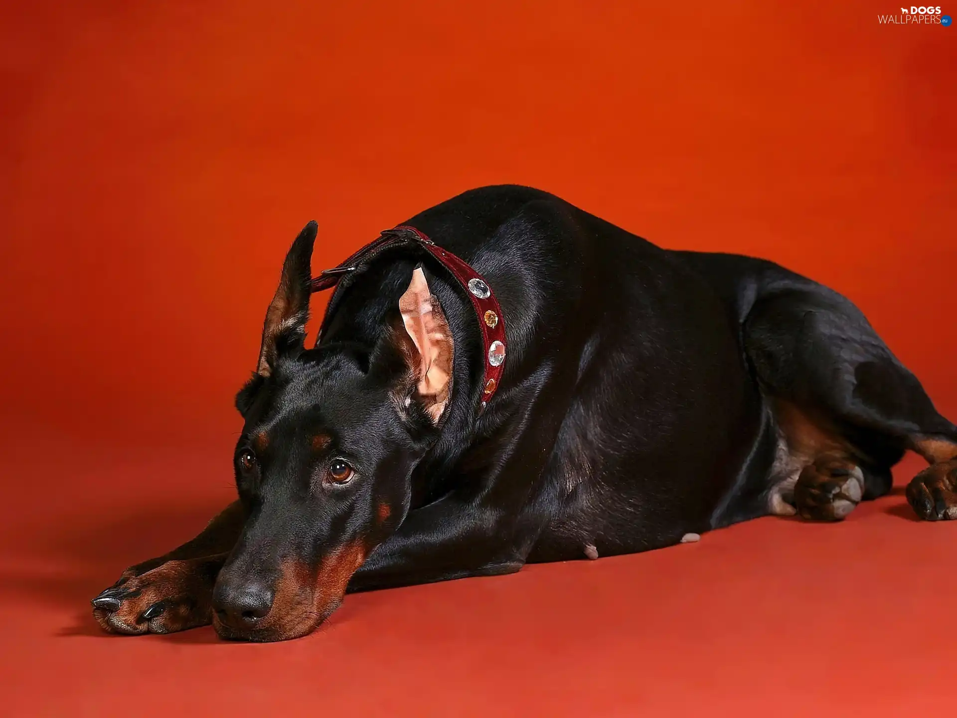 Red, background, Doberman