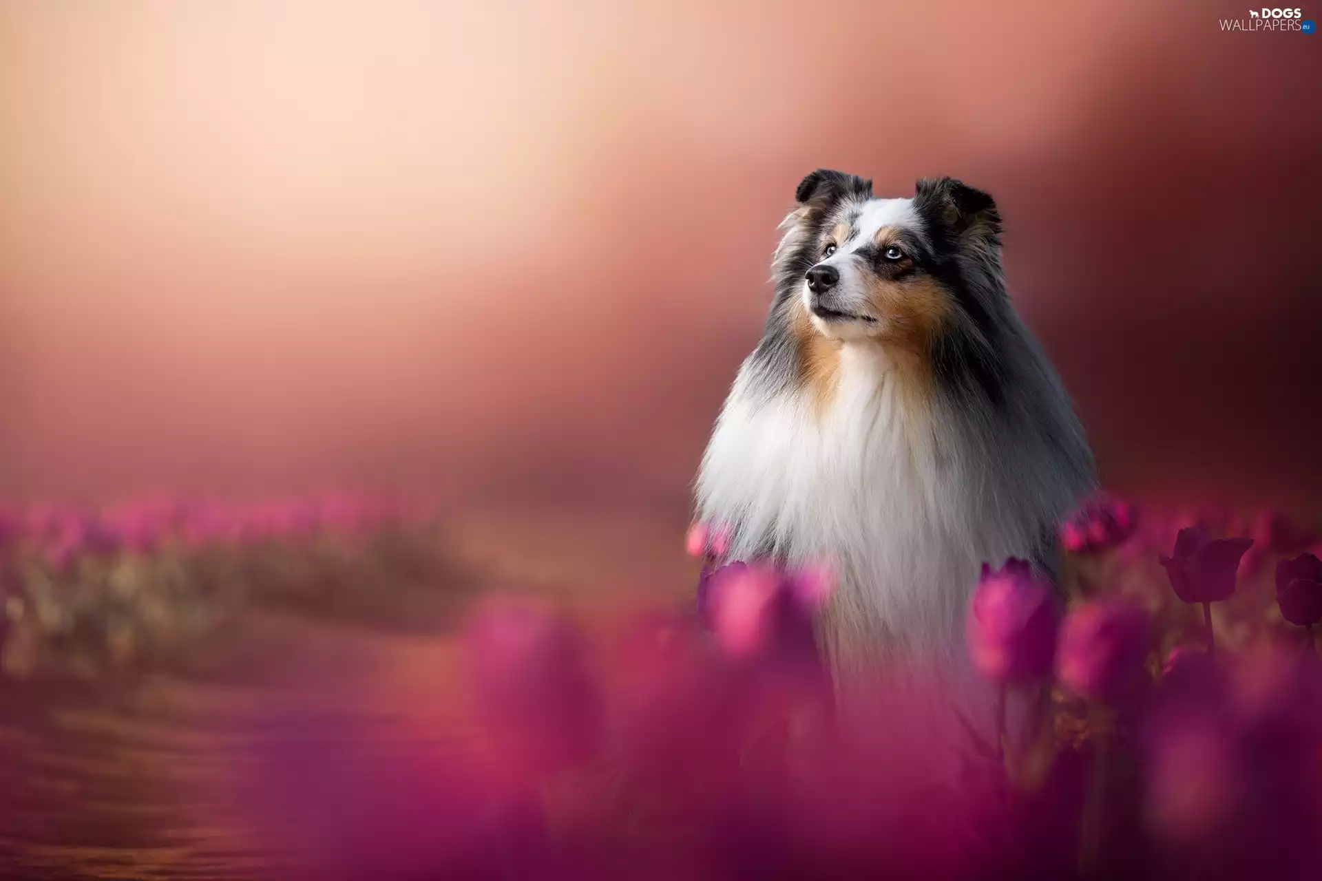 dog, Flowers, blurry background, shetland Sheepdog