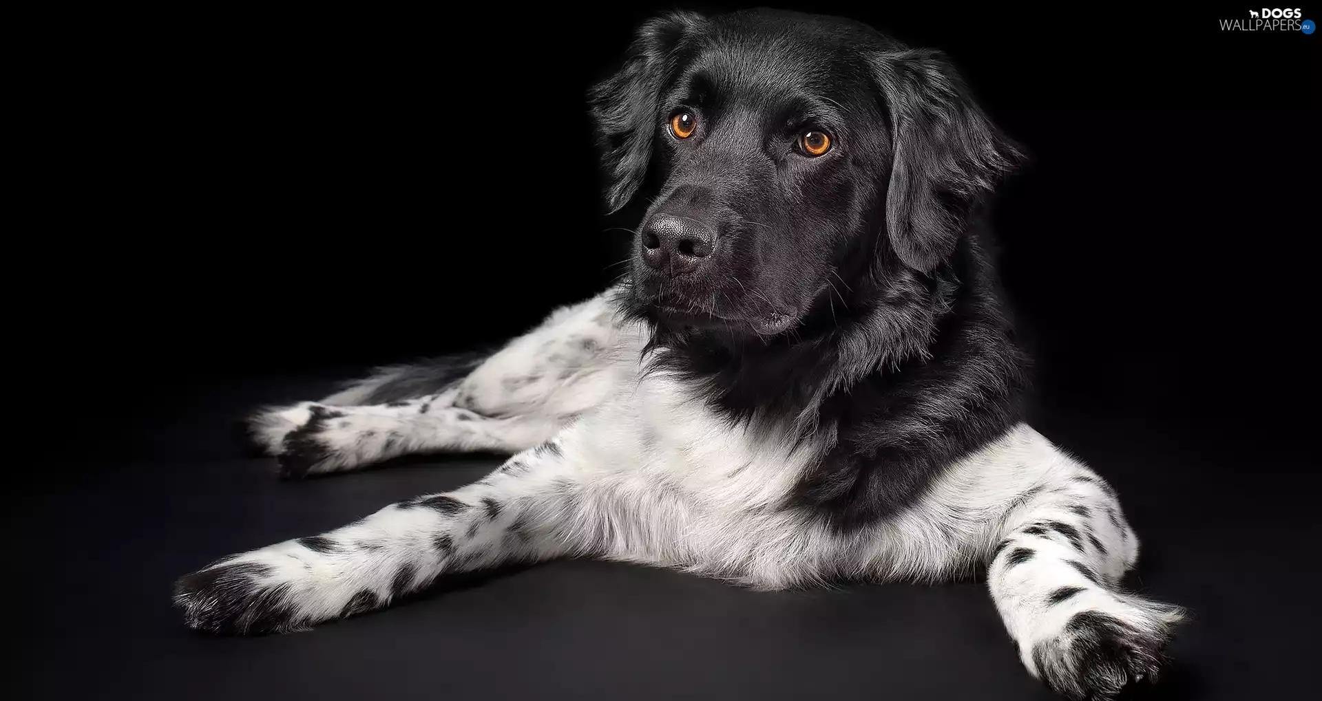 dark, background, Stabyhoun, Stabyhoun, dog