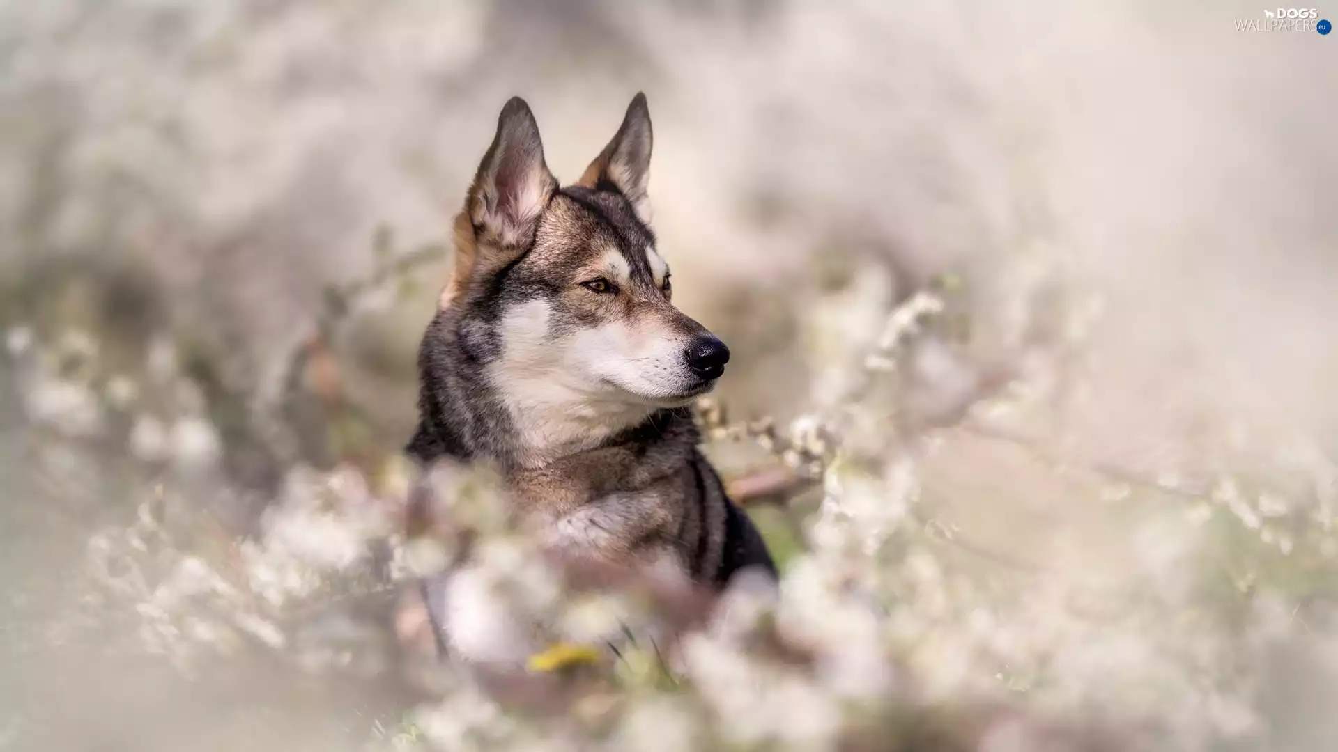 dog, Plants, blurry background, Czechoslovakian Wolfdog