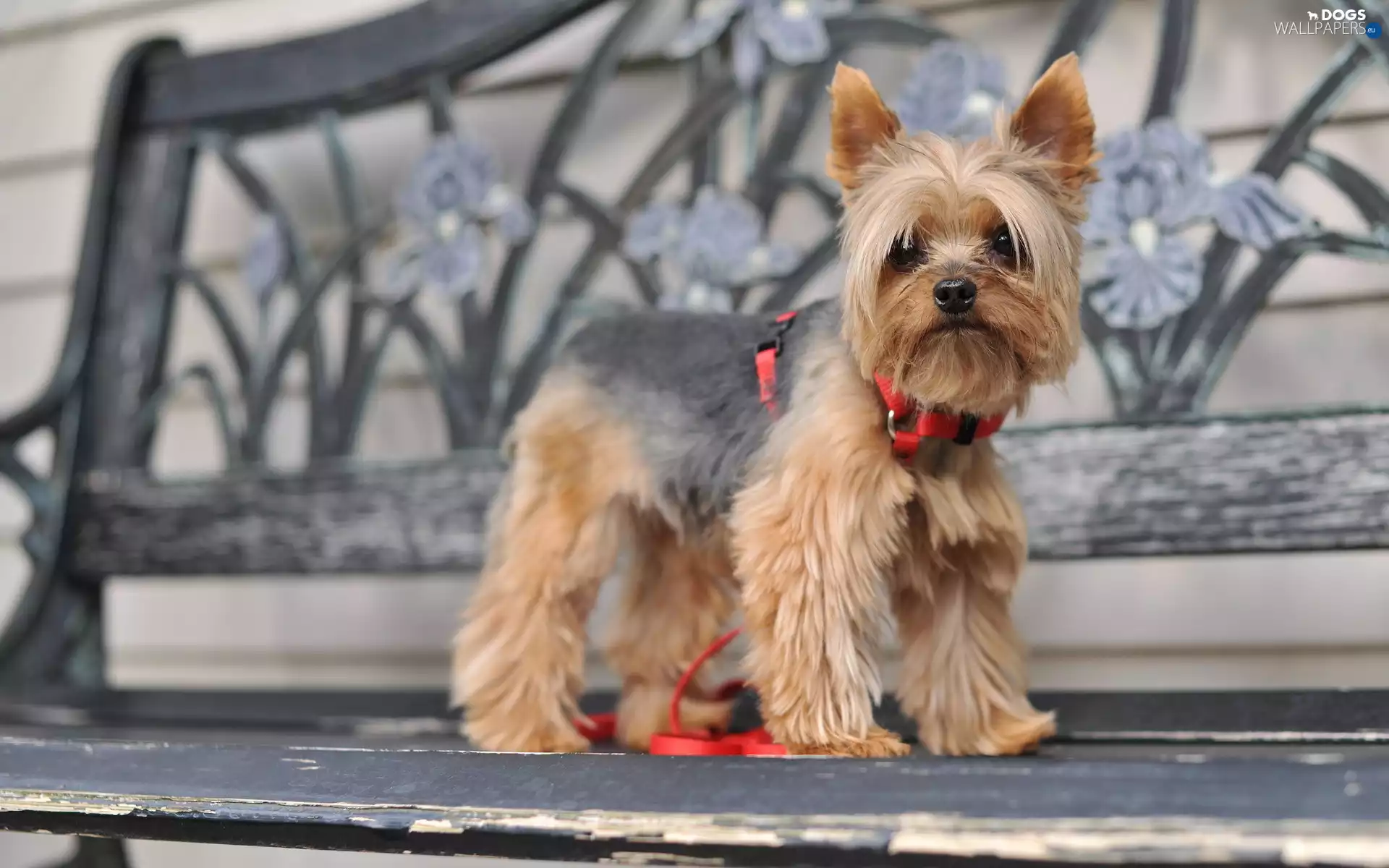 fuzzy, background, Yorkshire, Bench, terrier