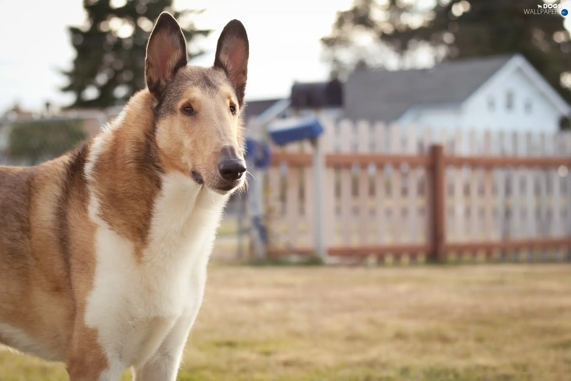 dog, backyard, Big
