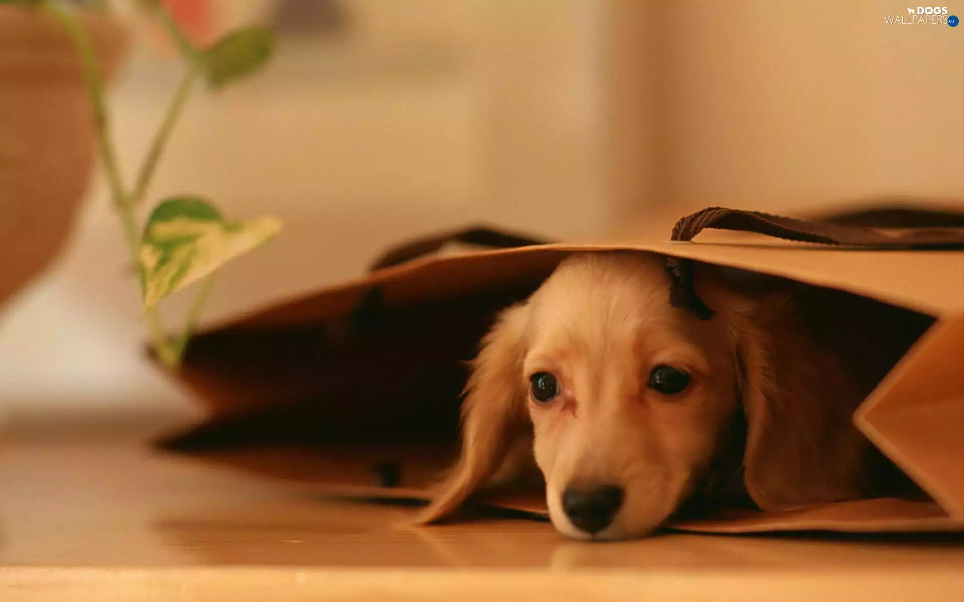 bag, Puppy, paper