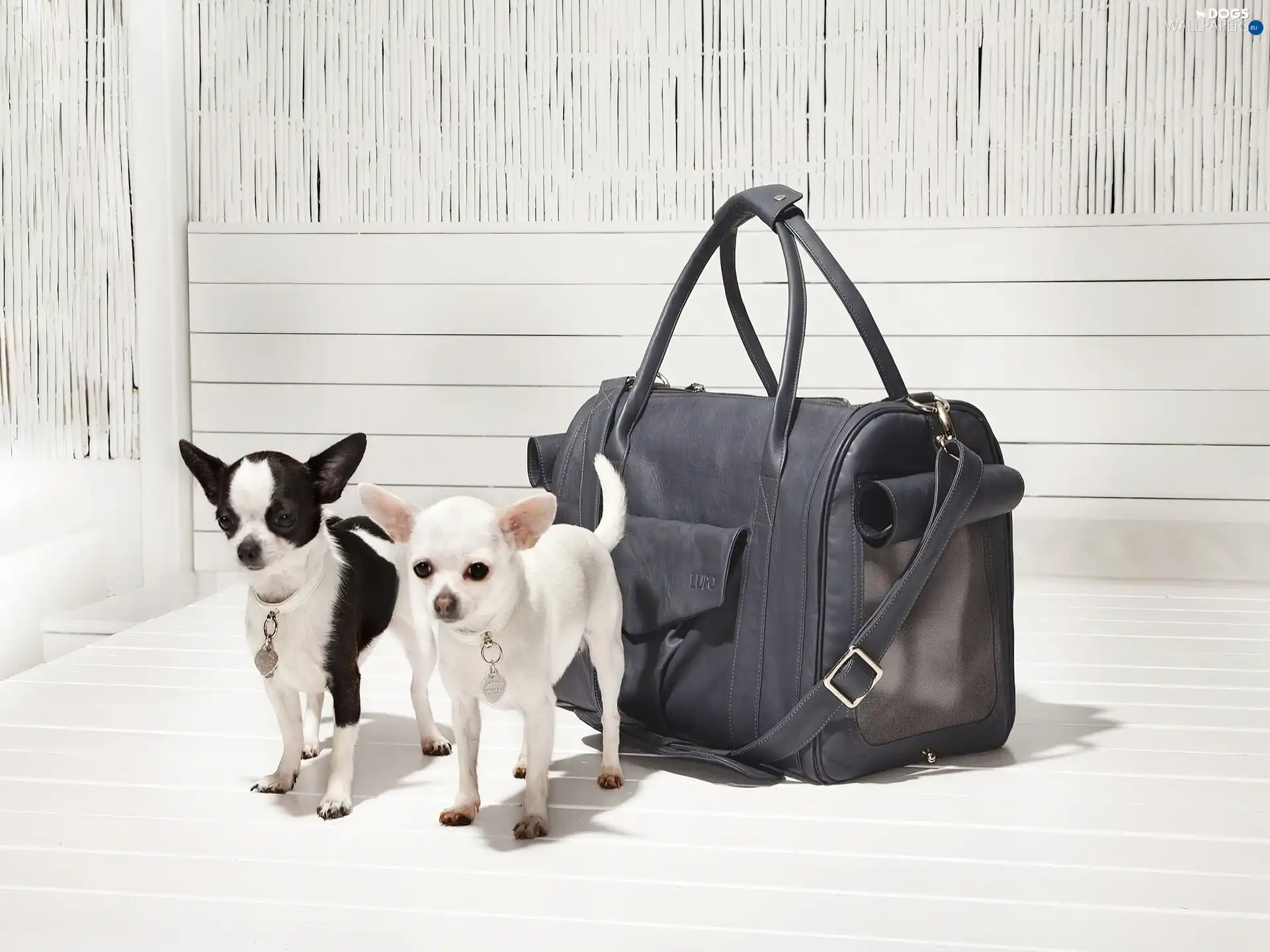 bag, Leather, Two, Chihuahua