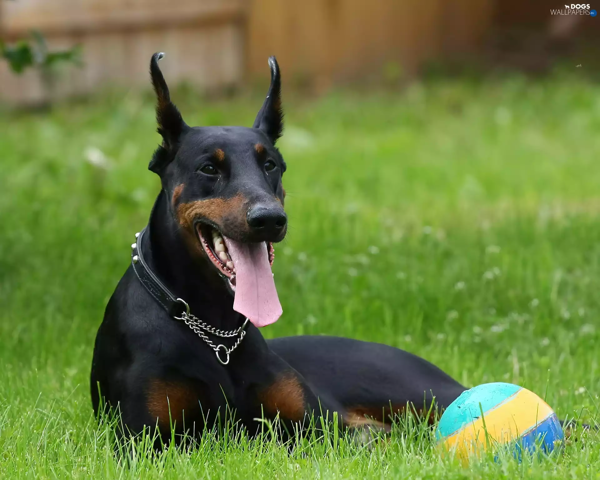dog, Doberman, Meadow, Ball, Tounge, Black