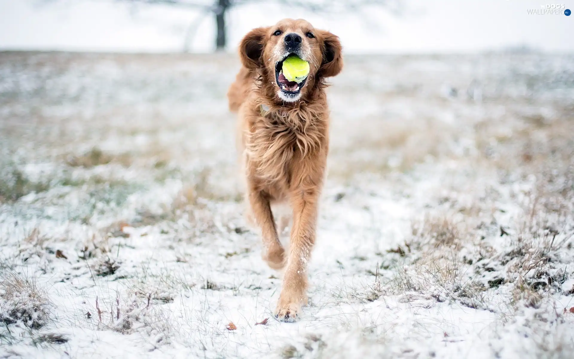 Ball, dog