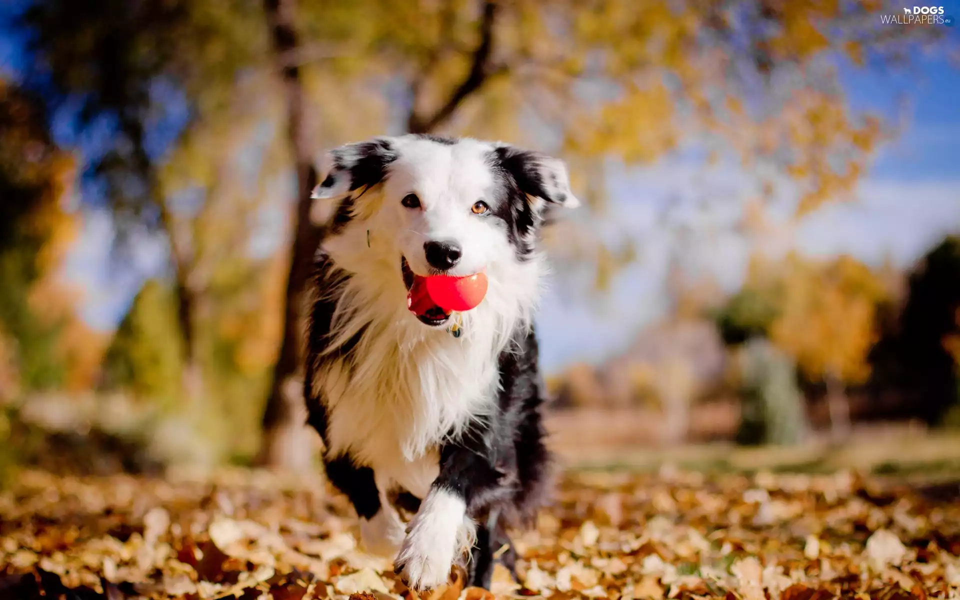 fuzzy, background, the ball, autumn, dog