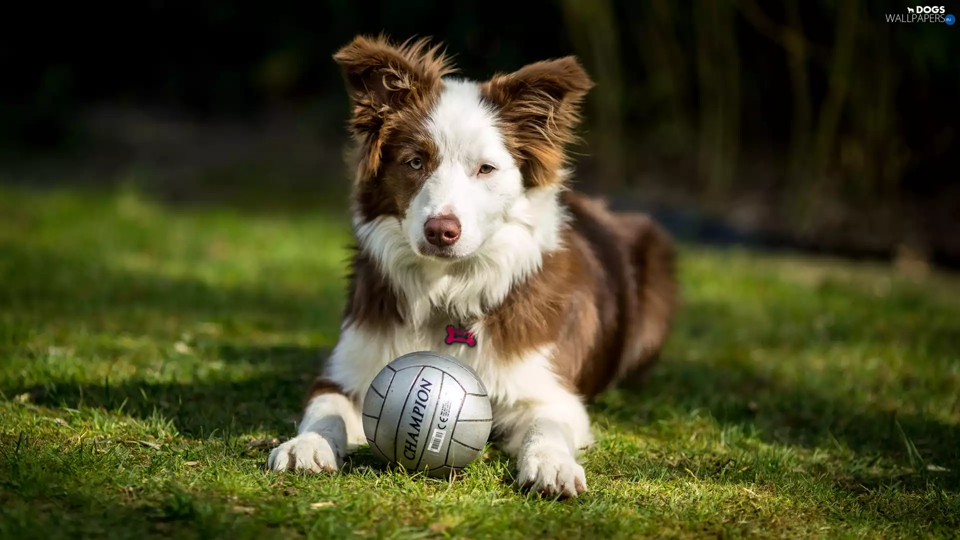 dog, Ball, grass, Border Collie