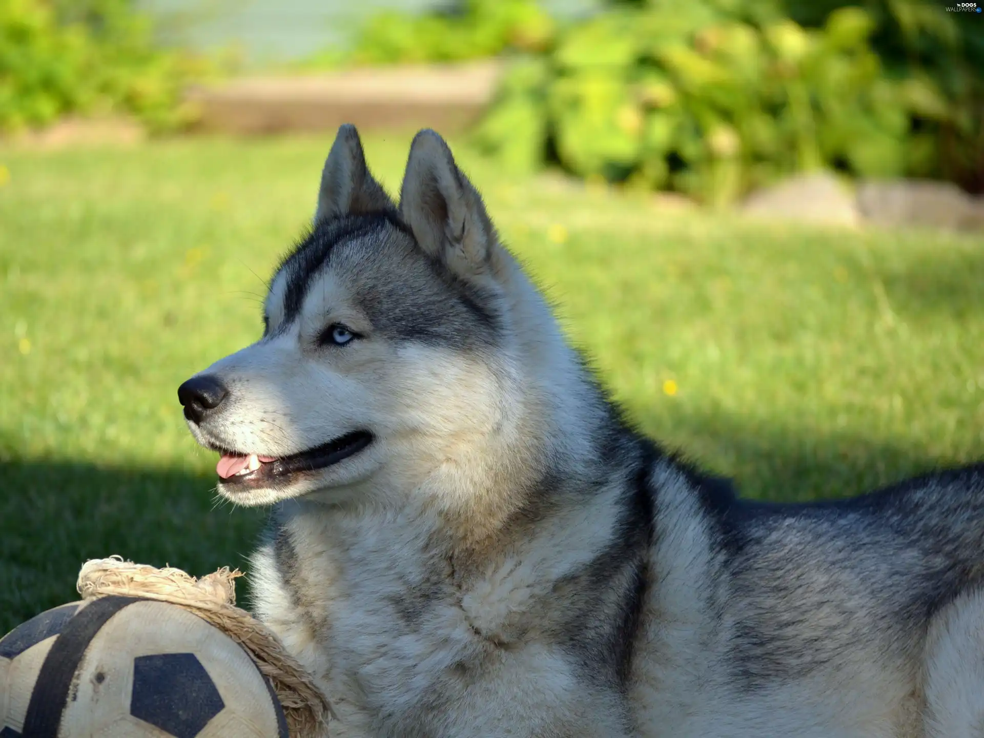 Husky, Ball, Siberian