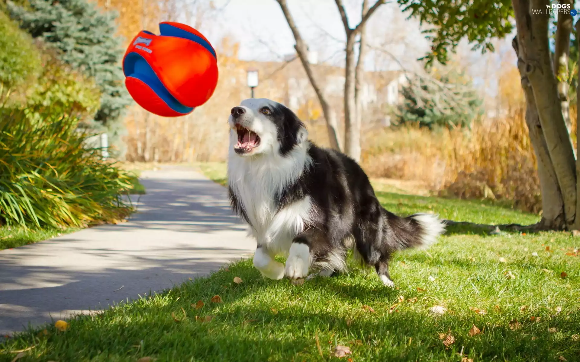 Ball, dog, Park