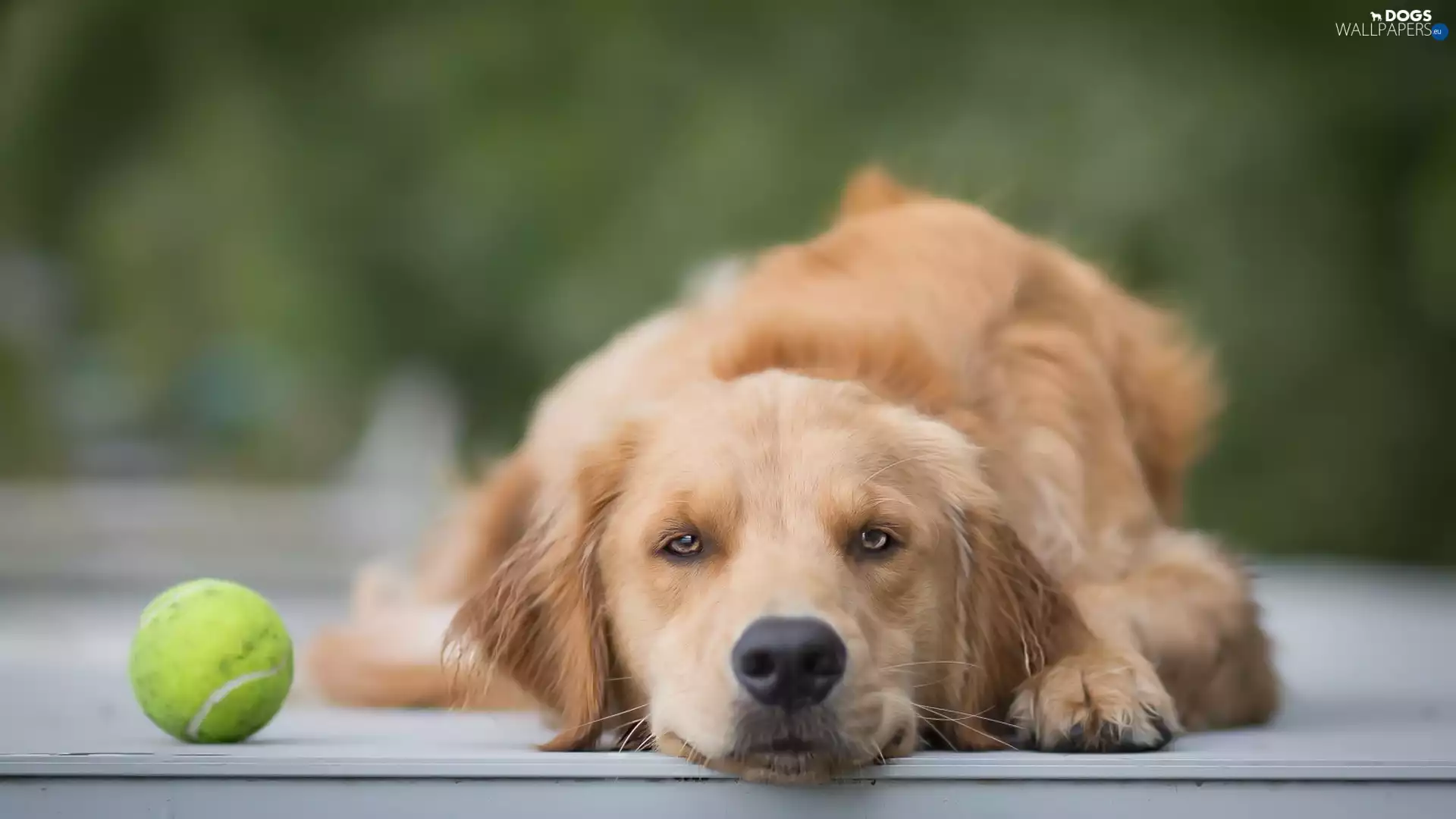 dog, muzzle, the ball, Golden Retriever