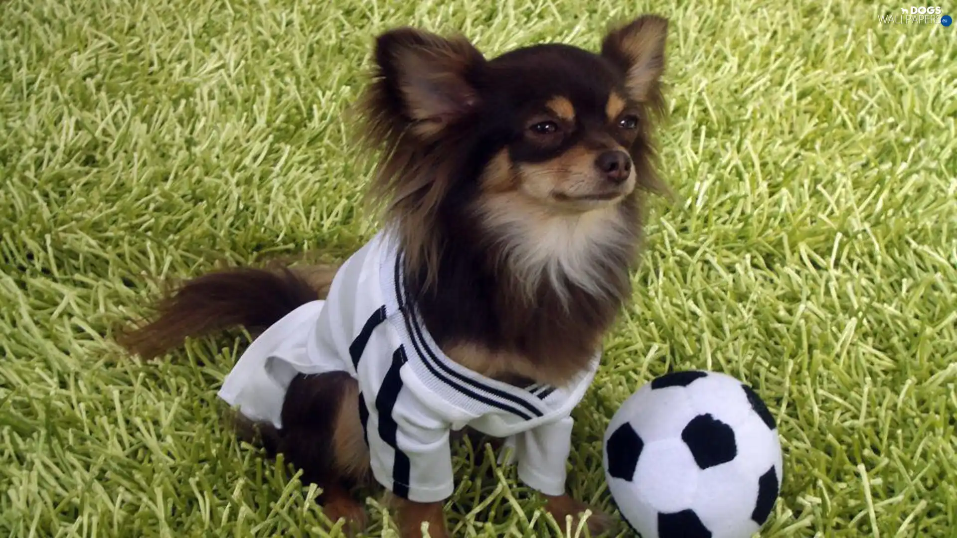 Shirt, Ball, dog