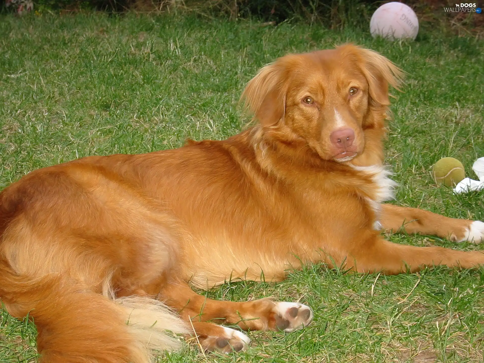 Balls, Retriever Nova Scotia