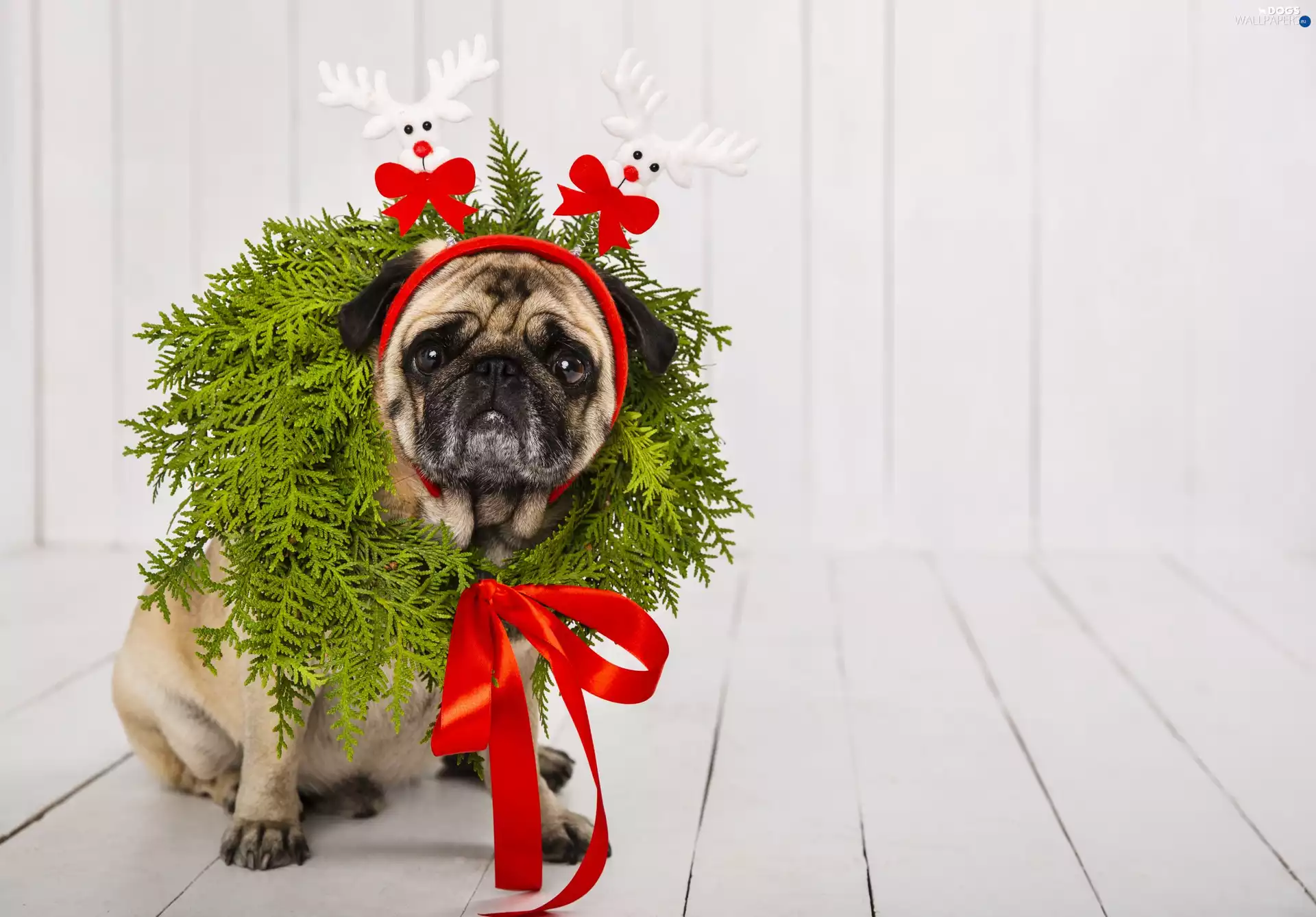 wreath, dog, bow, Band, red hot, pug