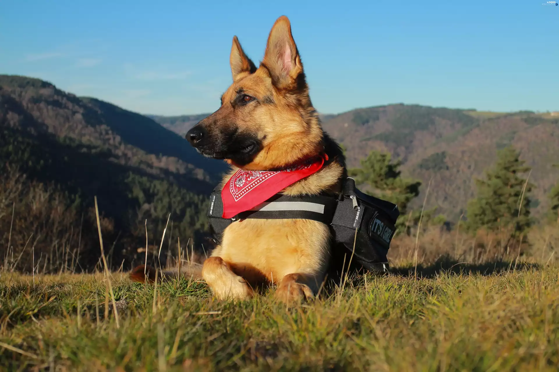 Backpack, german, car in the meadow, Bandana, sheep-dog, tourist, Mountains