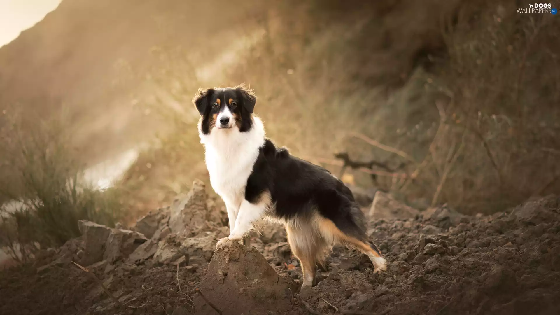 dog, Bank, land, Australian Shepherd