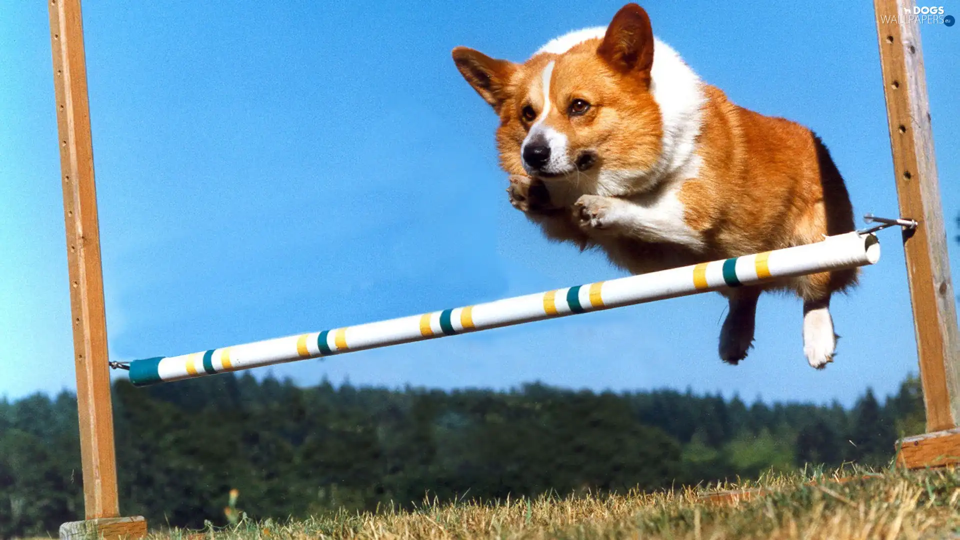 jump, bar, dog