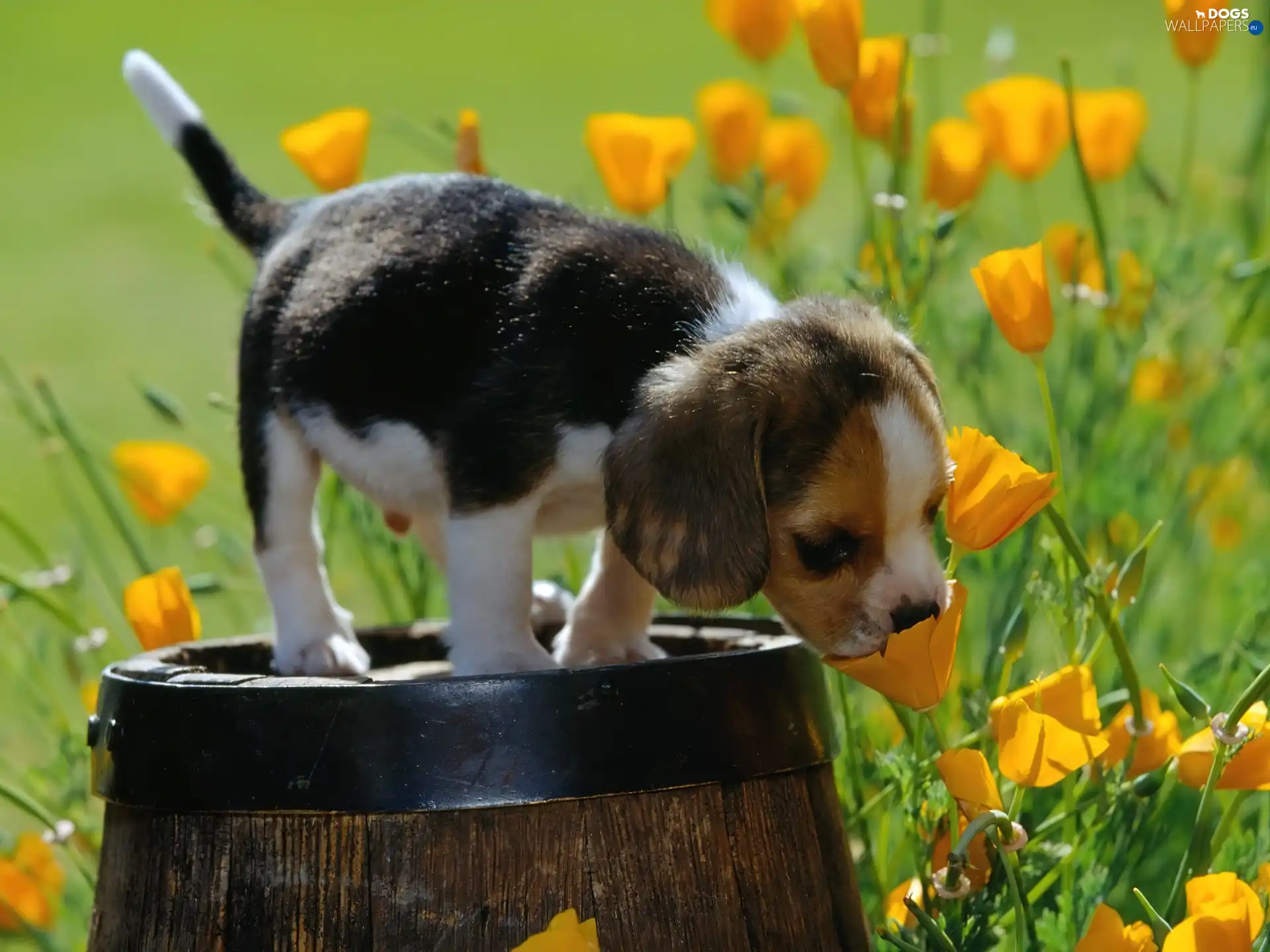 Beagle, barrel, Puppy