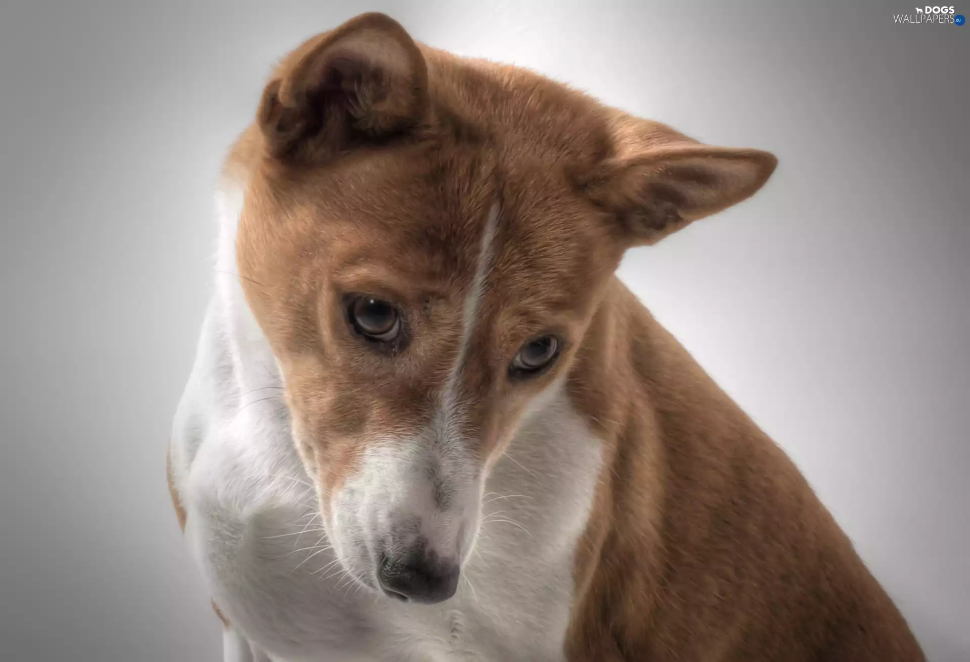 Basenji, thoughtful, dog