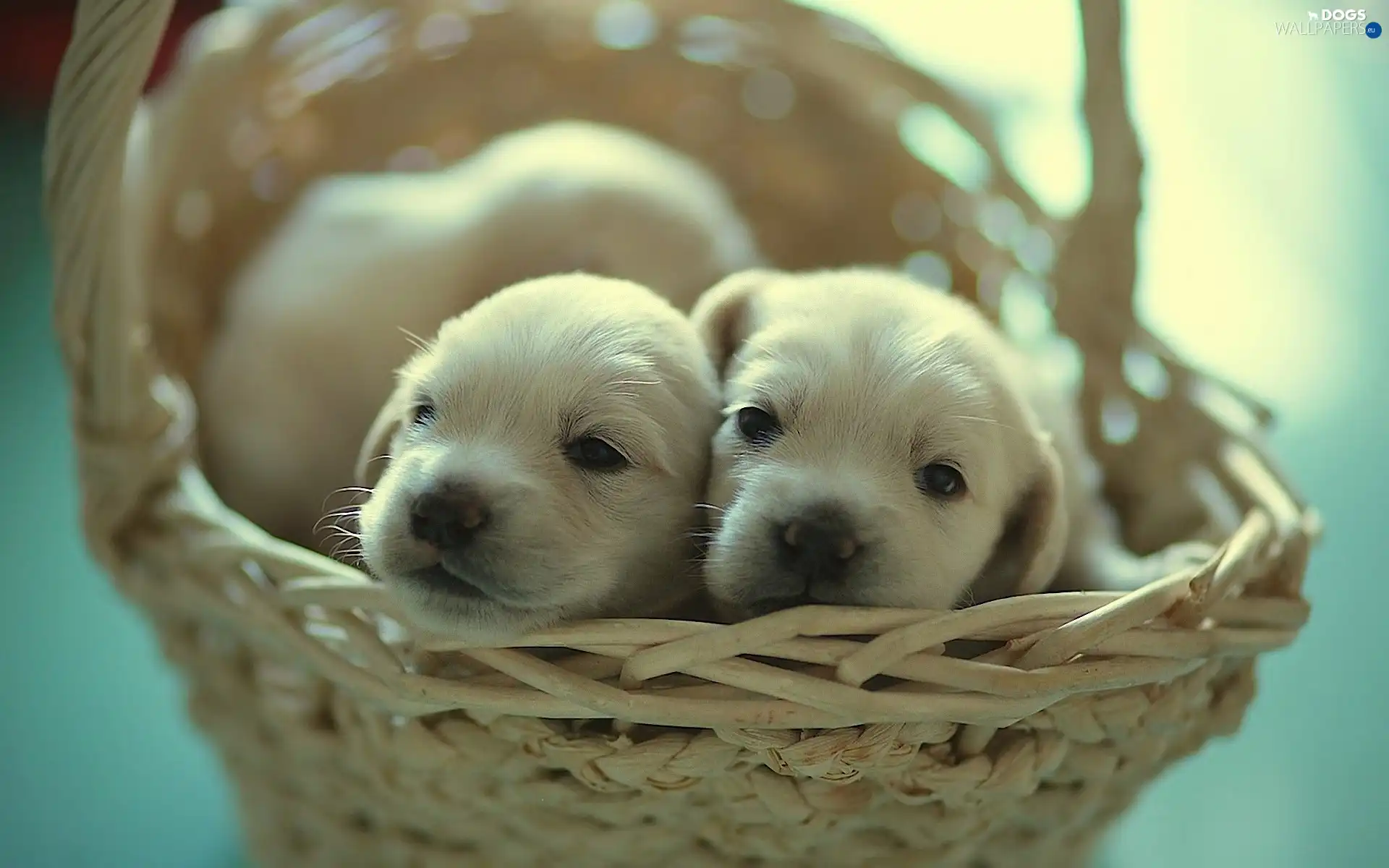 ##, basket, puppies