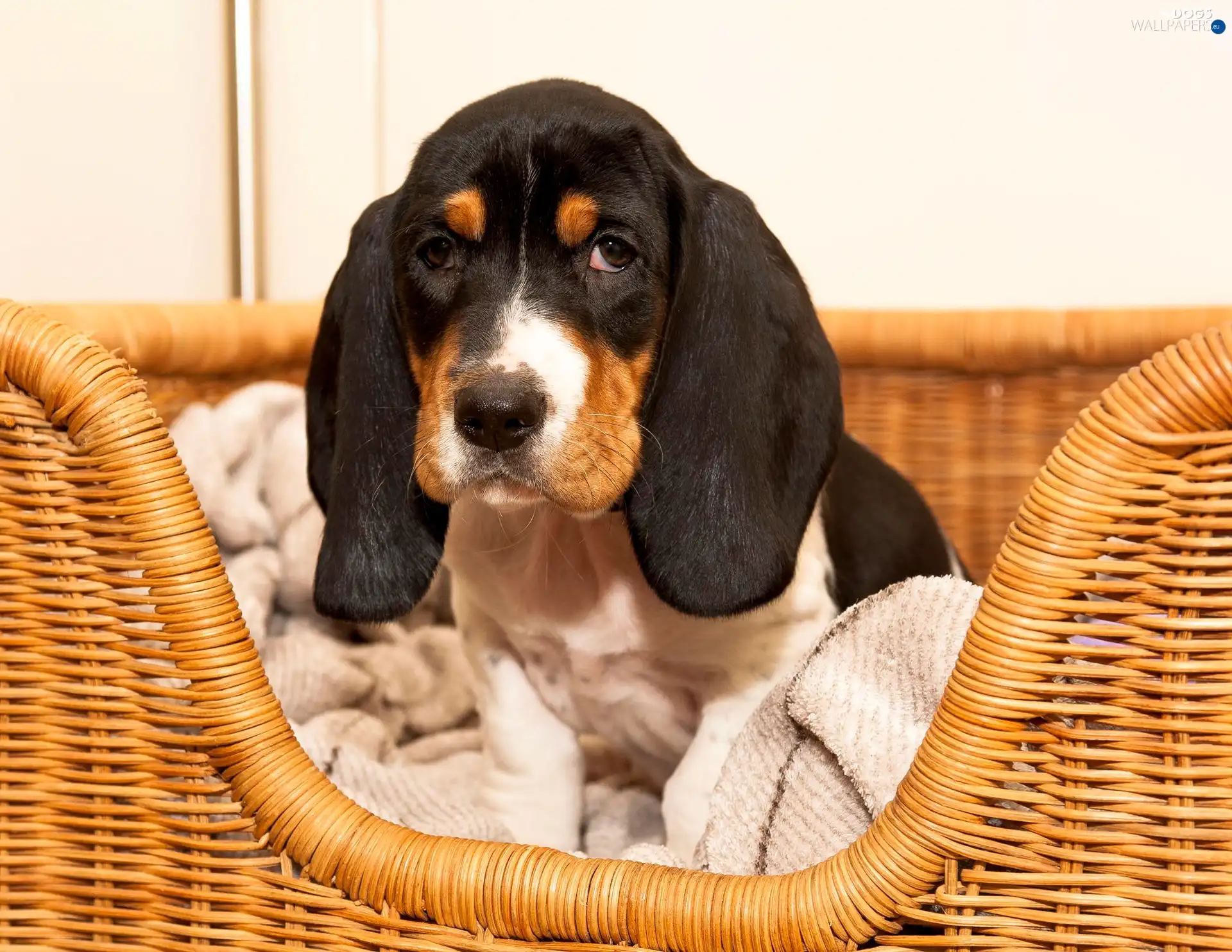 basset, dog