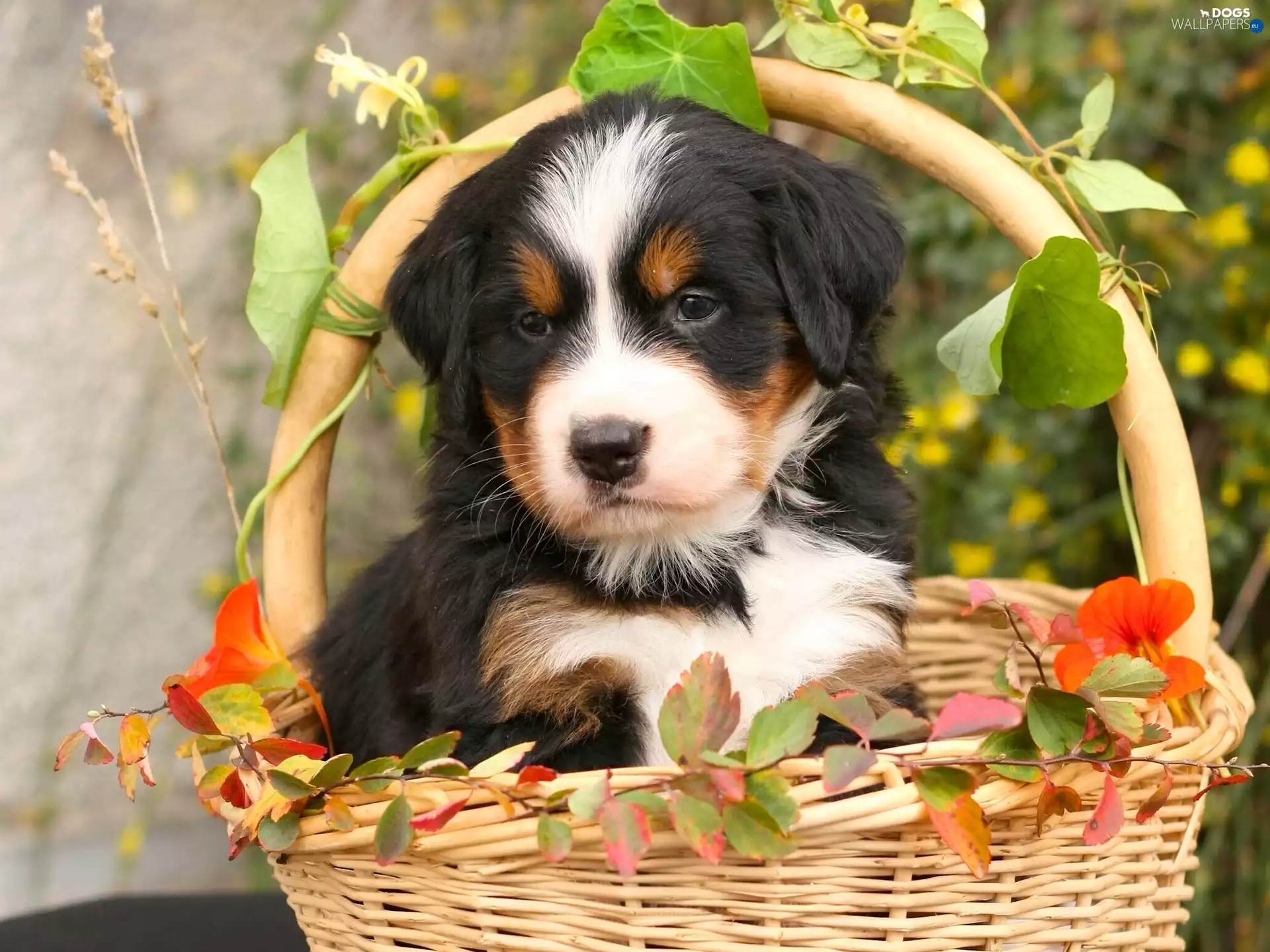 pastoral, basket, Bernese, dog, Puppy