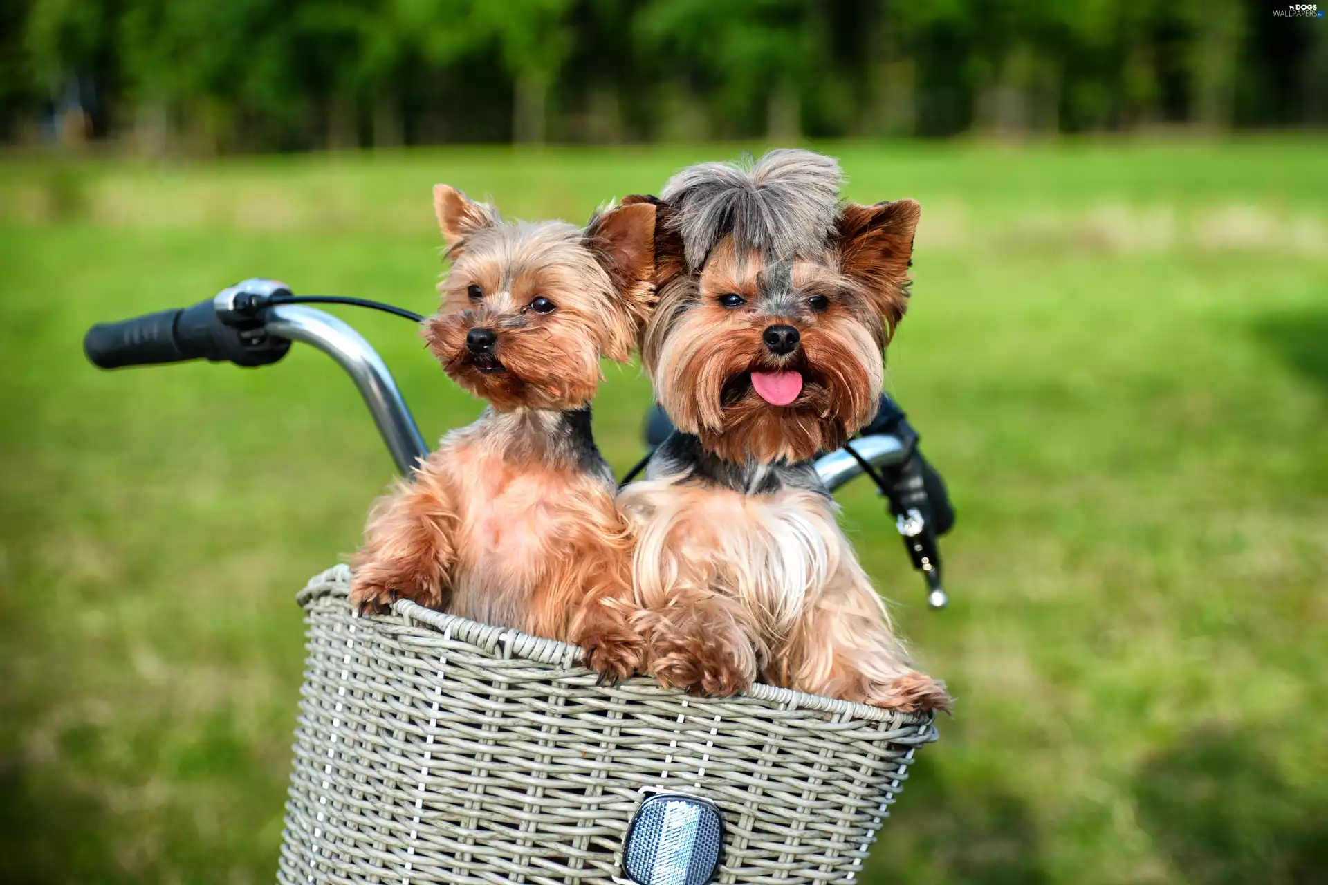 Bike, Yorkshire Terrier, basket