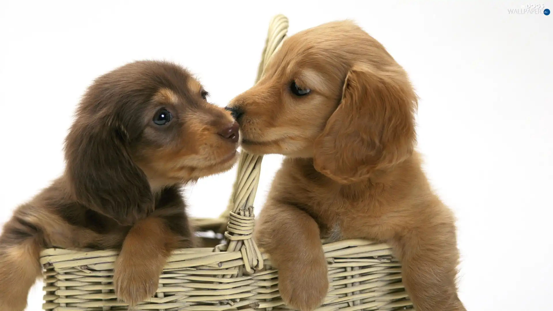 basket, puppies, Two cars, young