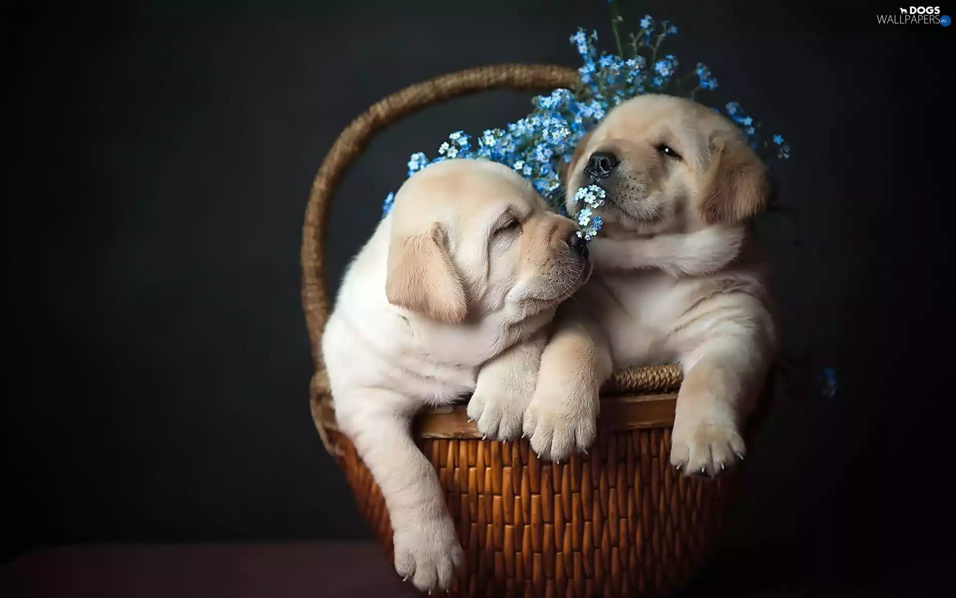 Puppies, Two cars, basket, Forget, Labradors, sweet